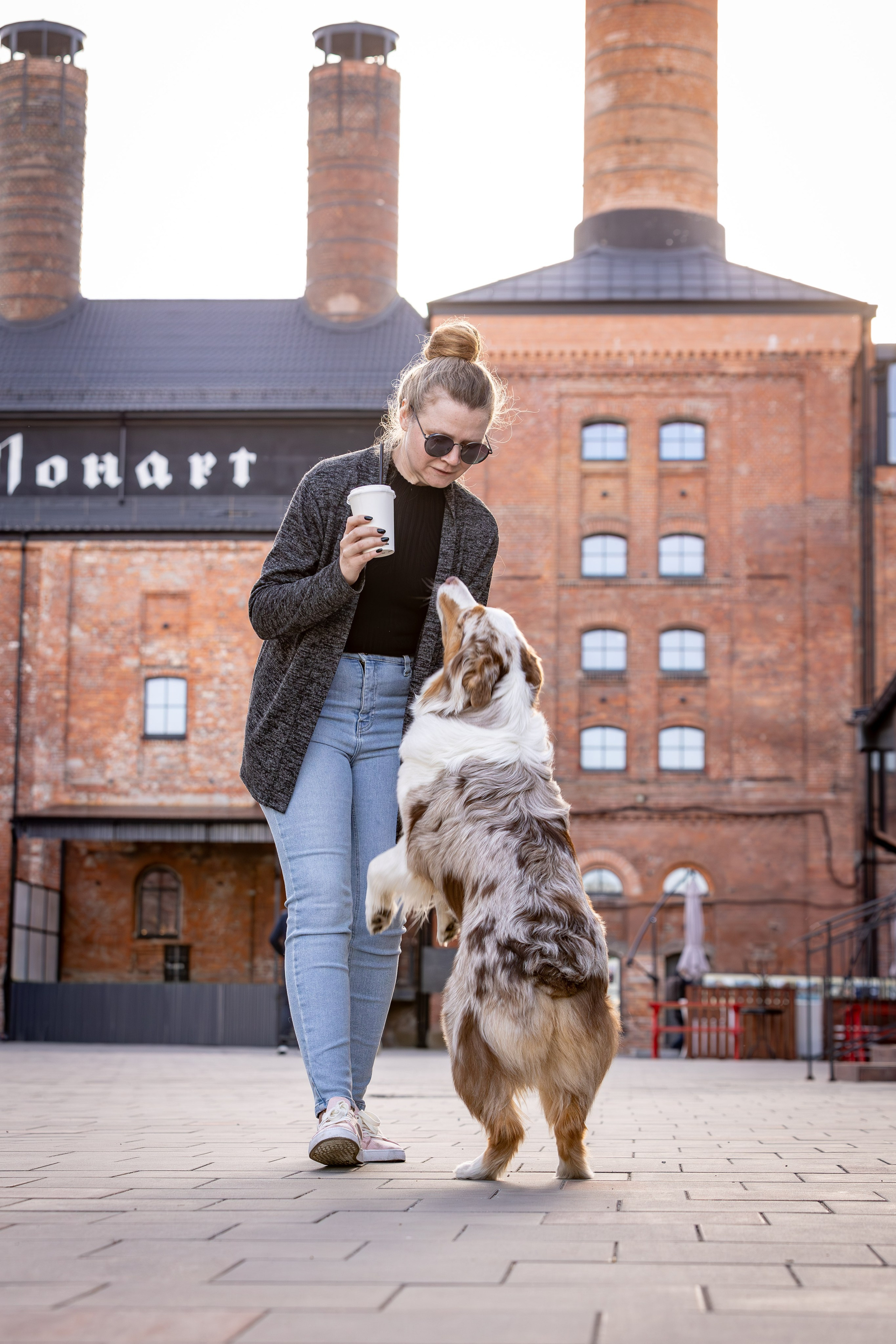 Полли, Австралийская Овчарка. Ирина Голомб|Фотограф-анималист в  Сочи и Калининграде
