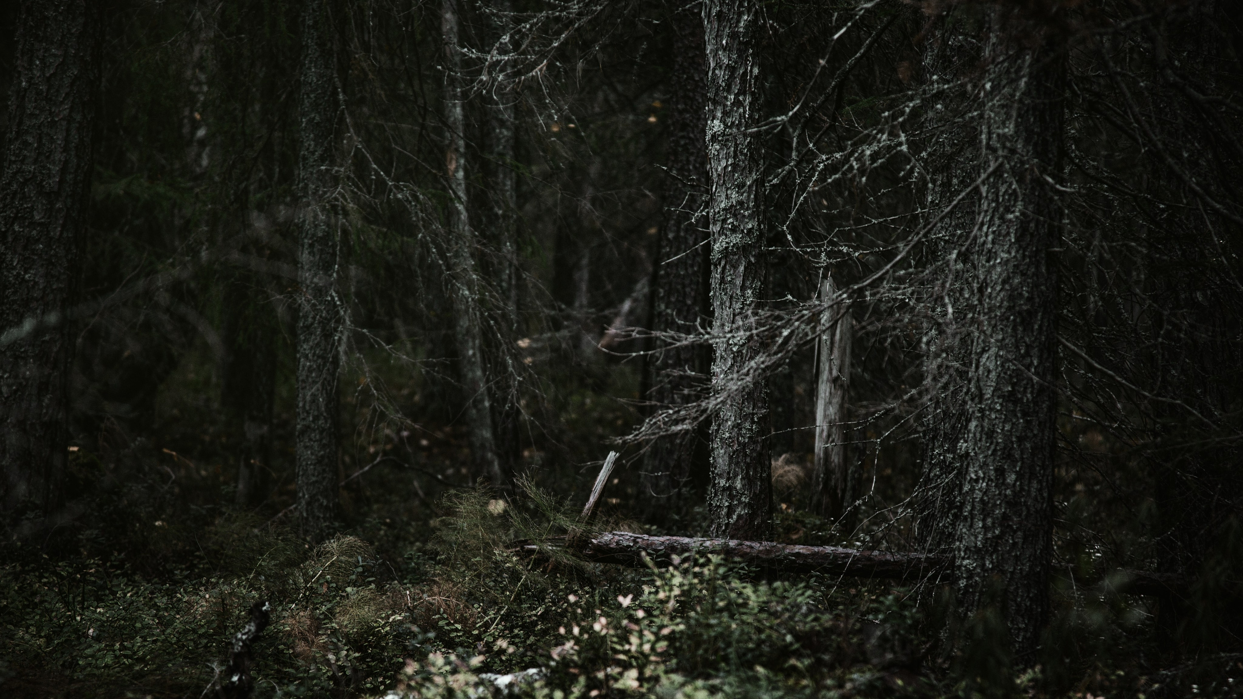 Ау. Фотограф — путешественник Светлана Романовская