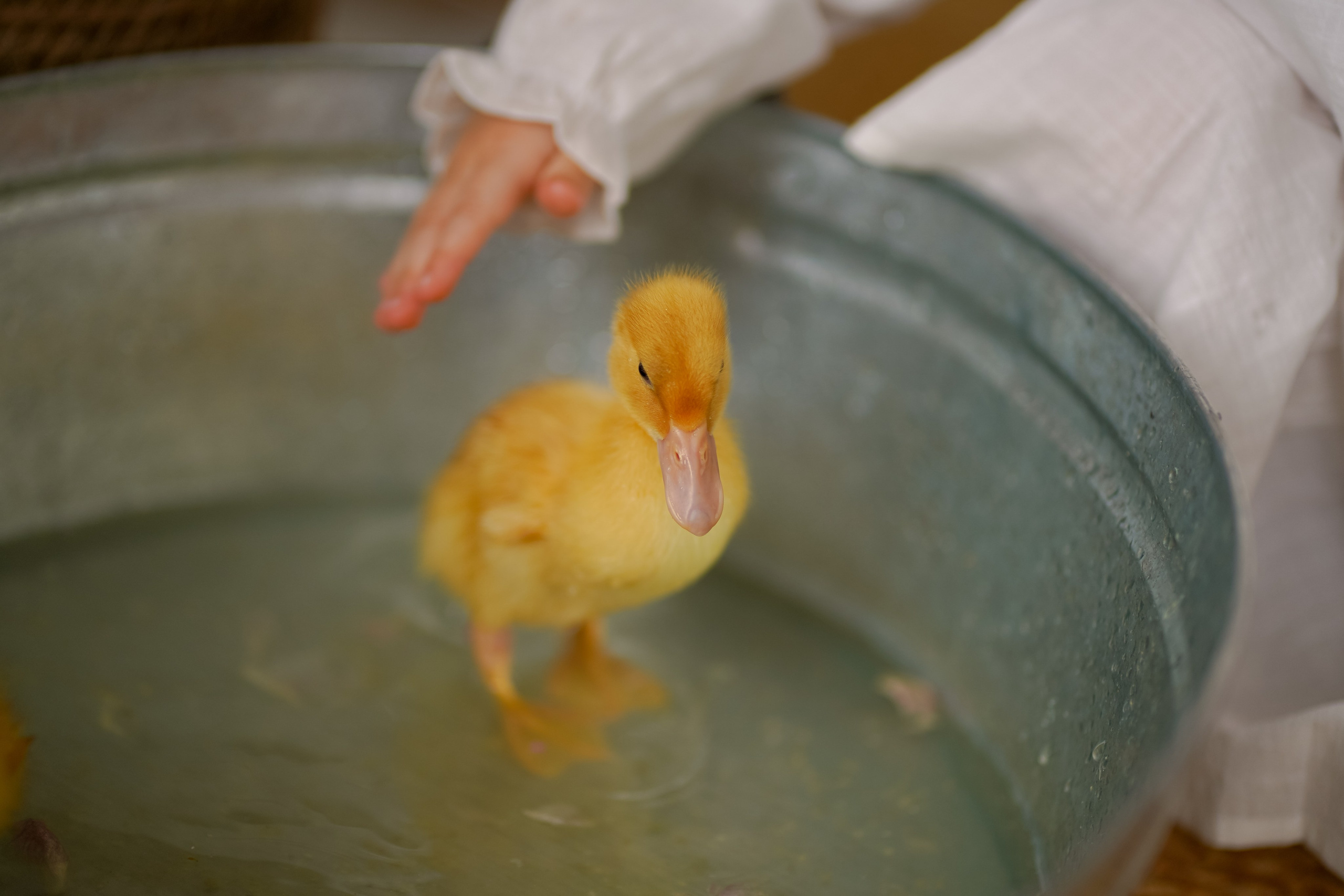 Пасхальные. Фотограф Татьяна Митрофанова