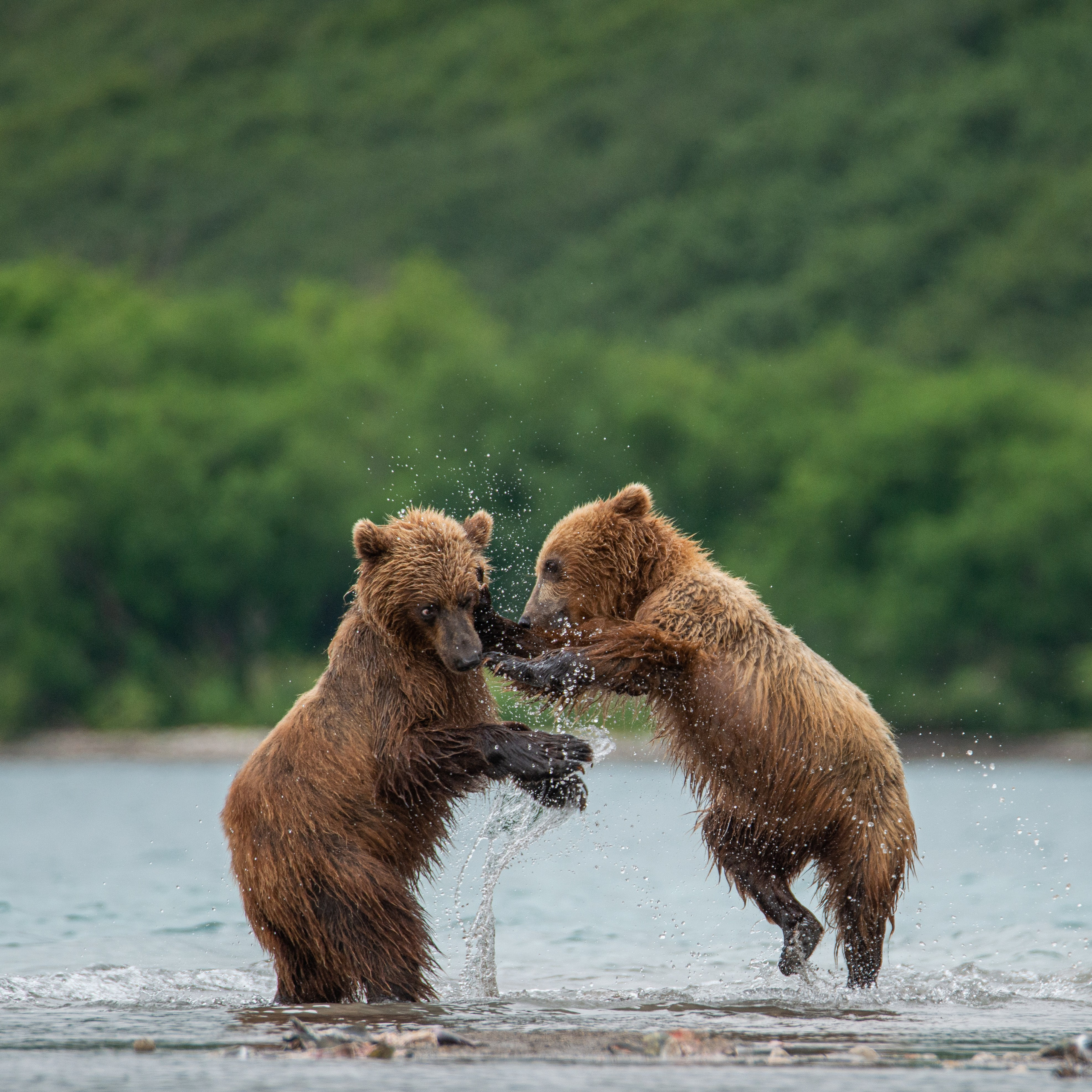 Камчатка — земля медведей. Игорь Иванко — Репортажный и событийный фотограф. Москва