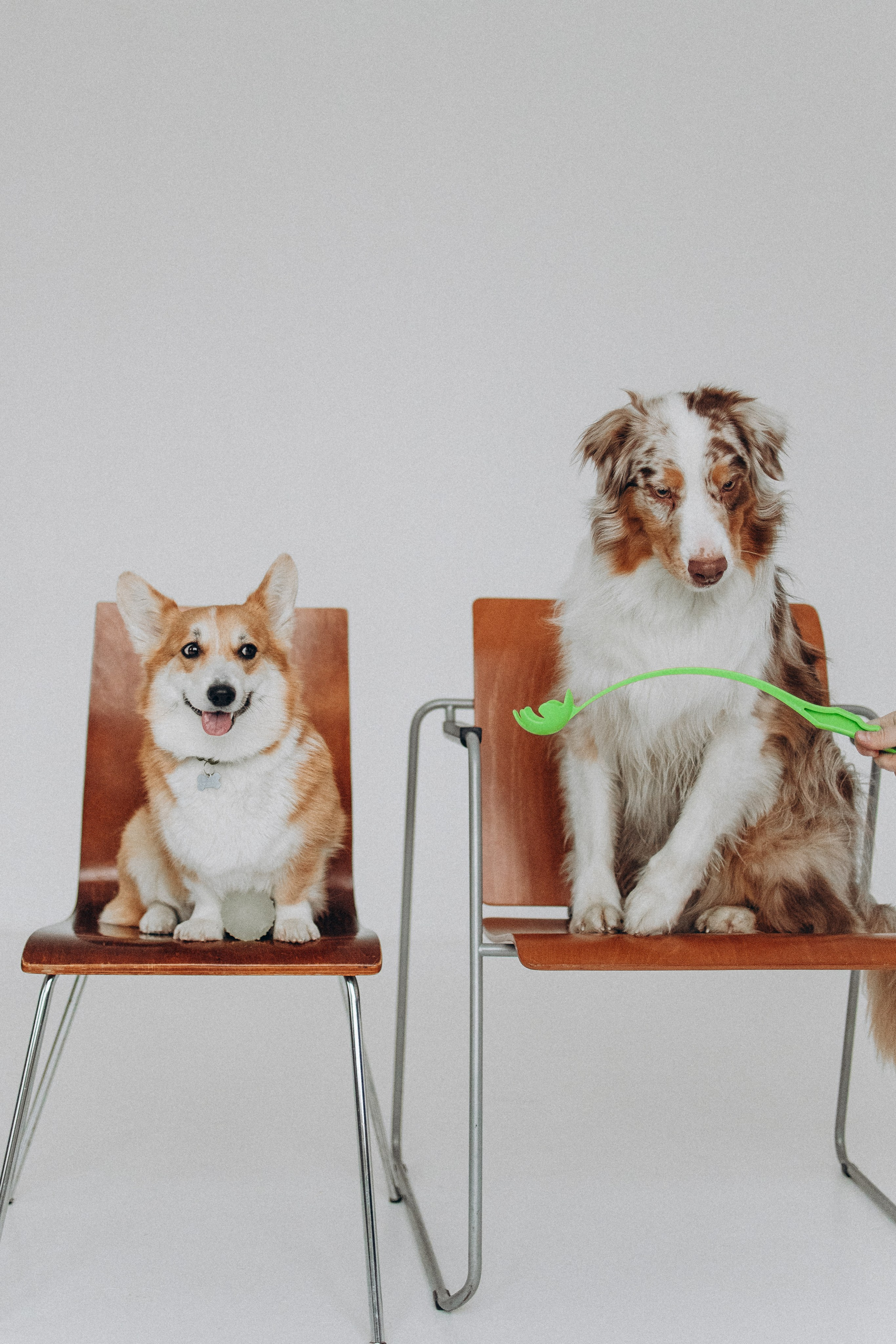 Катапульты. Фотораф — анималист Мария Шистка