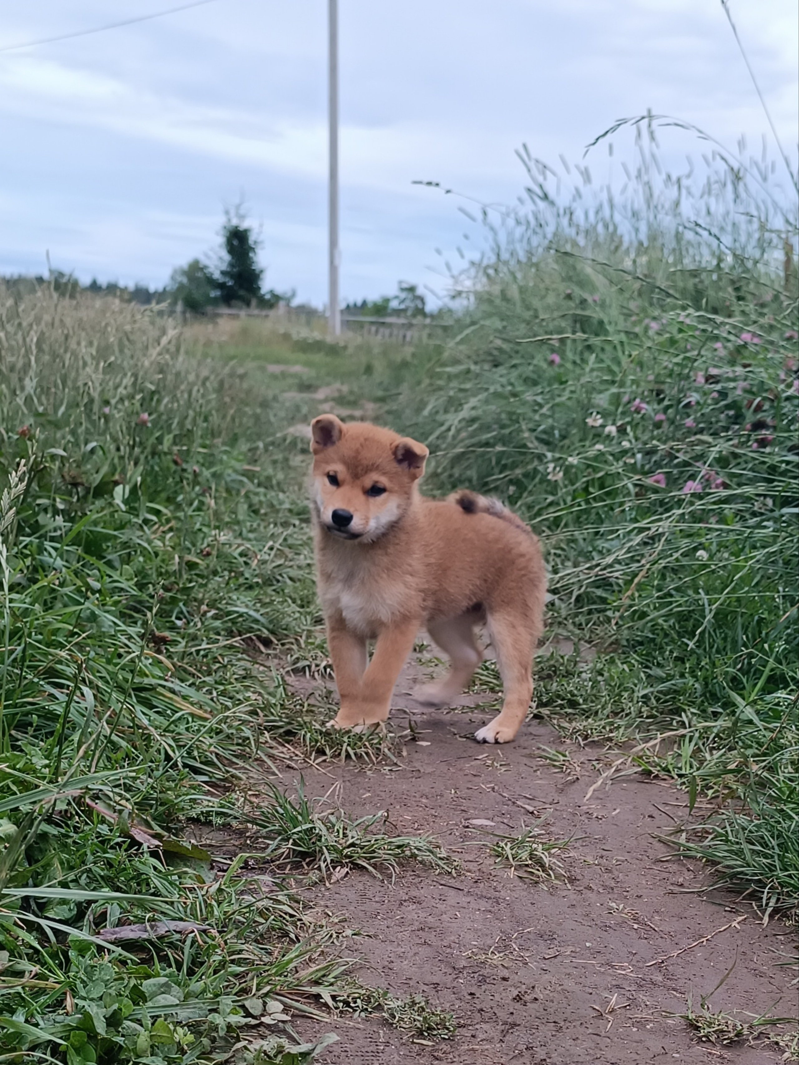 сиба питомник Рубилайт щенки на продажу rubylight  сиба щенки купить СПб Санкт-Петербург 