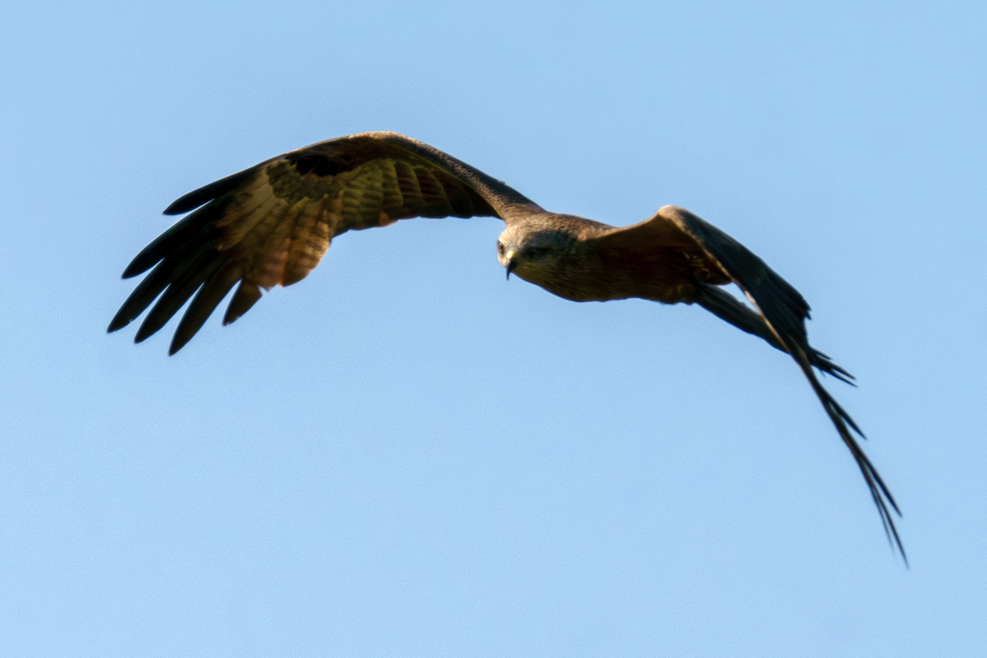 Удивительные мир птиц. Вокруг нас столько прекрасного — присмотритесь!. Ваш личный фотограф Марина Волкова