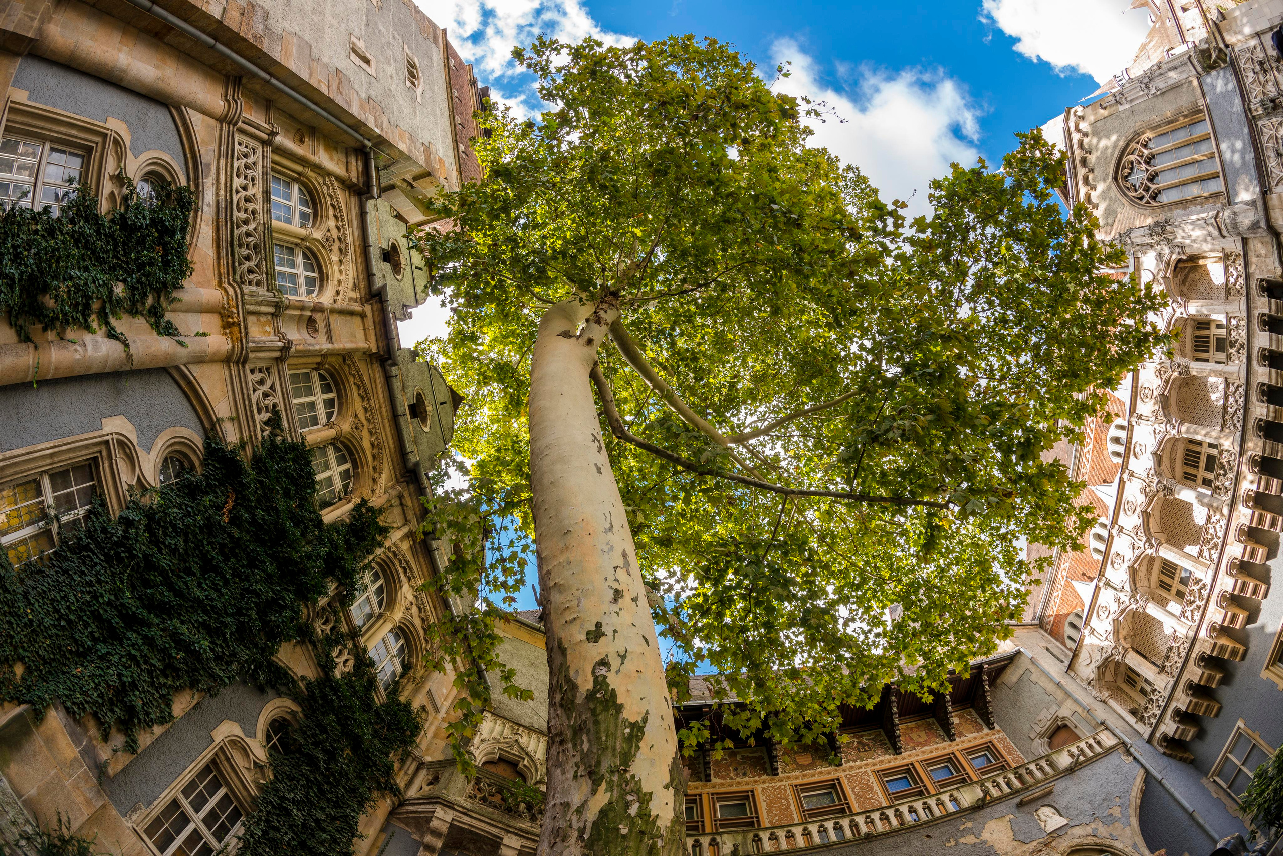 АРТ Город Будапешт. Фотограф Платон Македонский