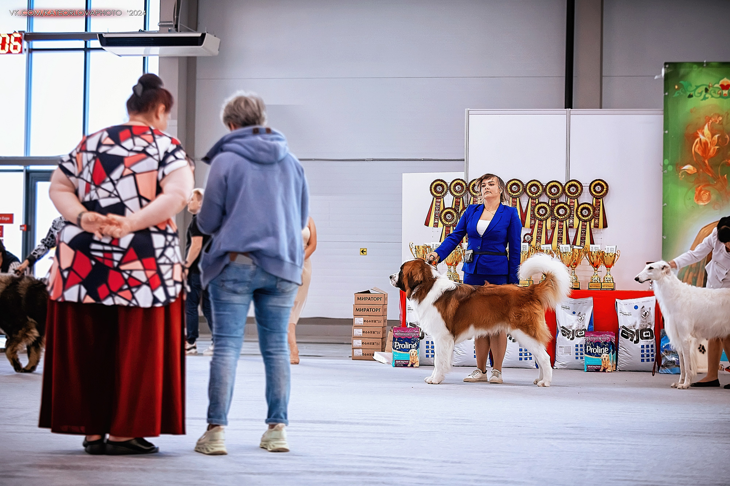 Фотосъемка собак, щенков, на выставках, фотограф анималист Россия воронеж. Питомник собак Акита, Хаски, Корги