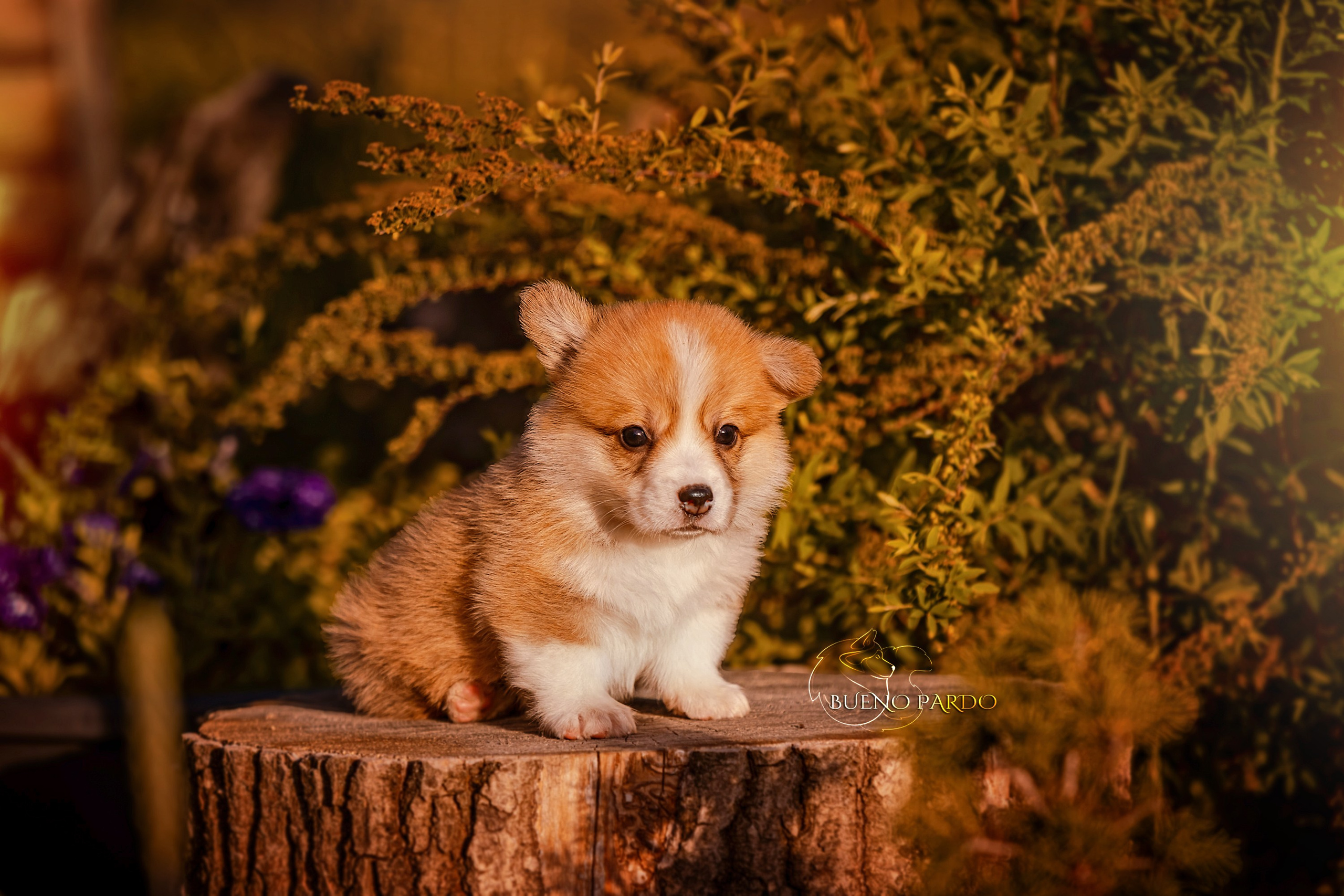 Щенки вельш корги пемброк из питомника. Питомник собак Акита, Хаски, Корги