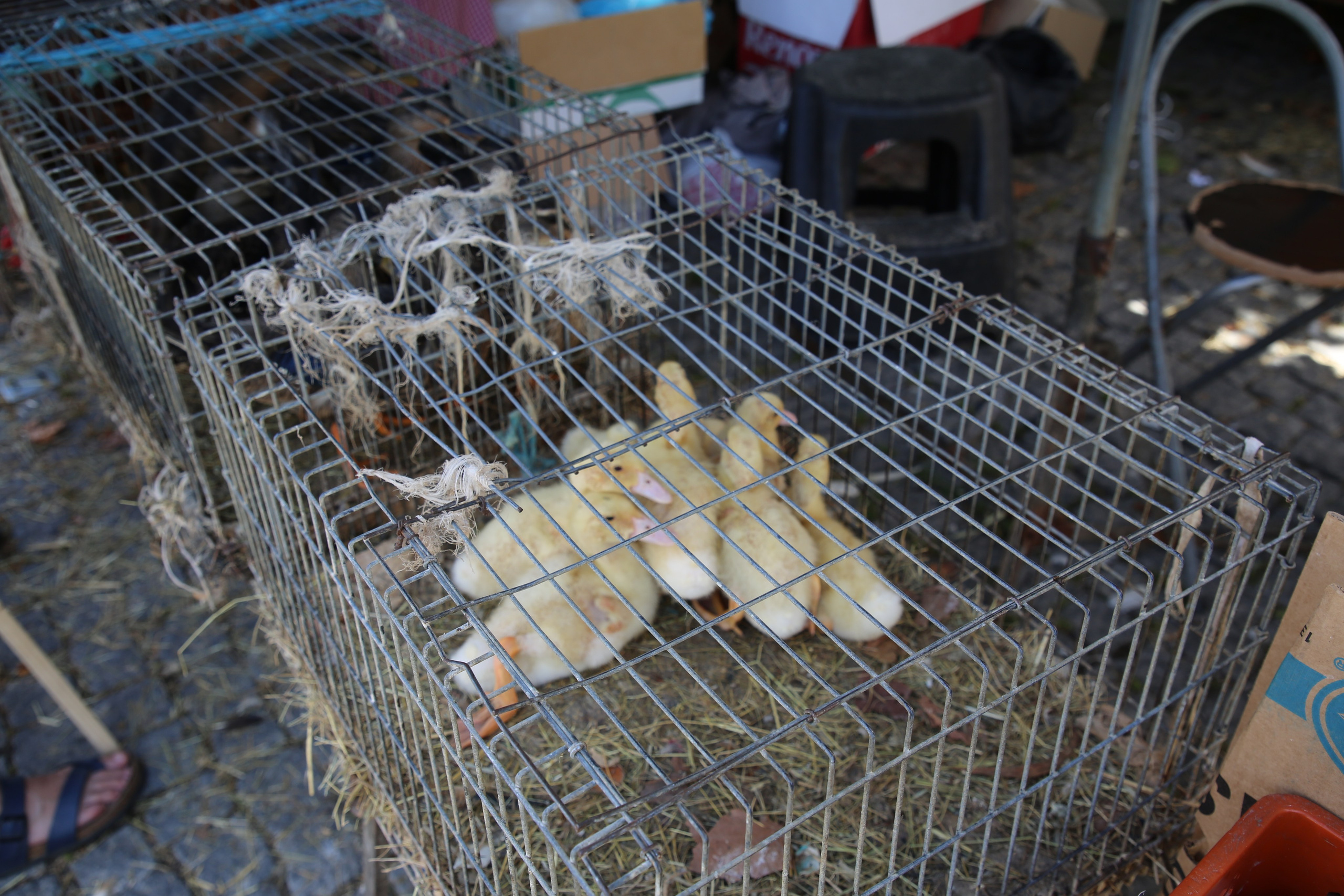 Espihnio, Portugal. Andrey Filippov Photographer