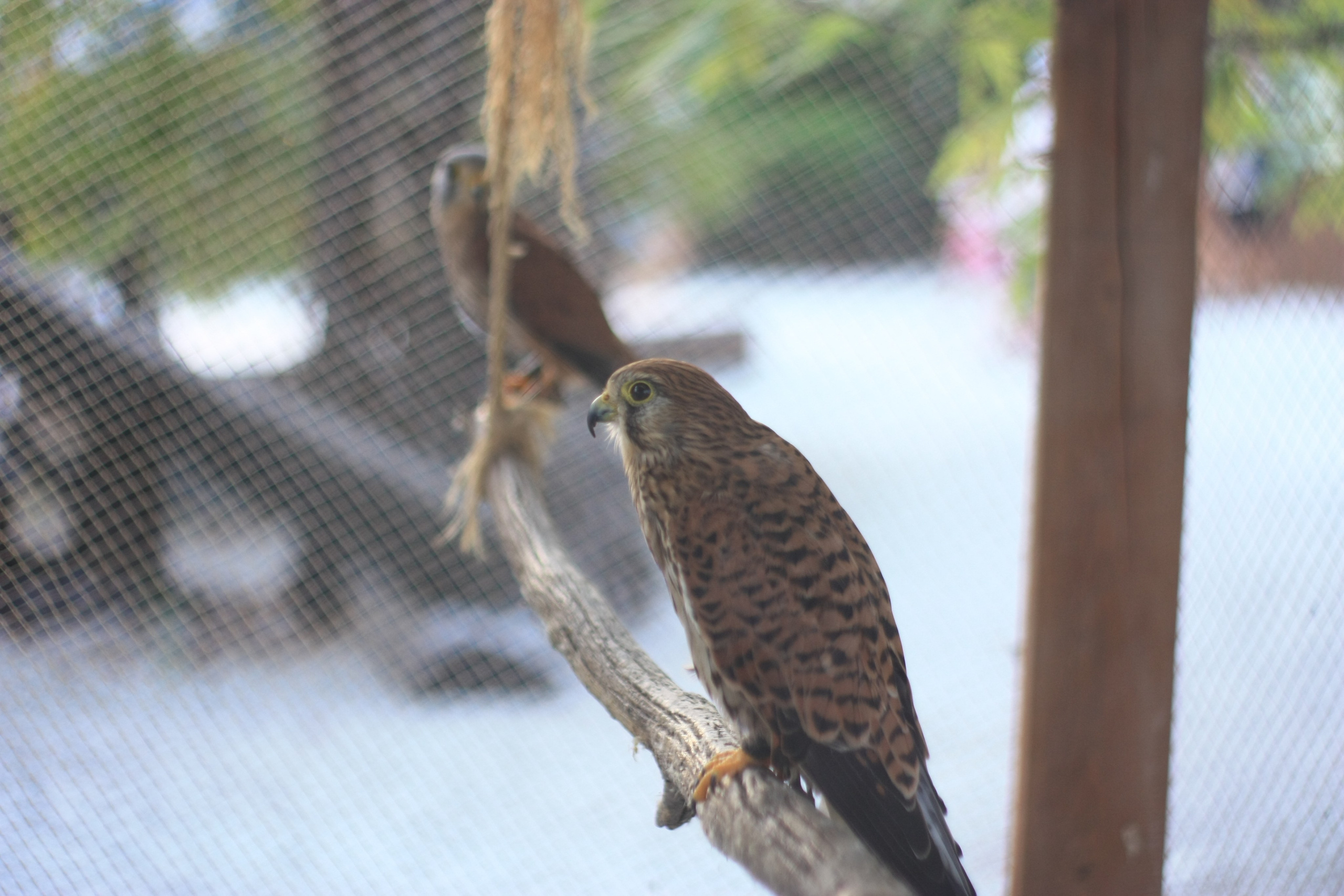 Первые кадры. Сочи — парк. Фотограф Роман Адлер