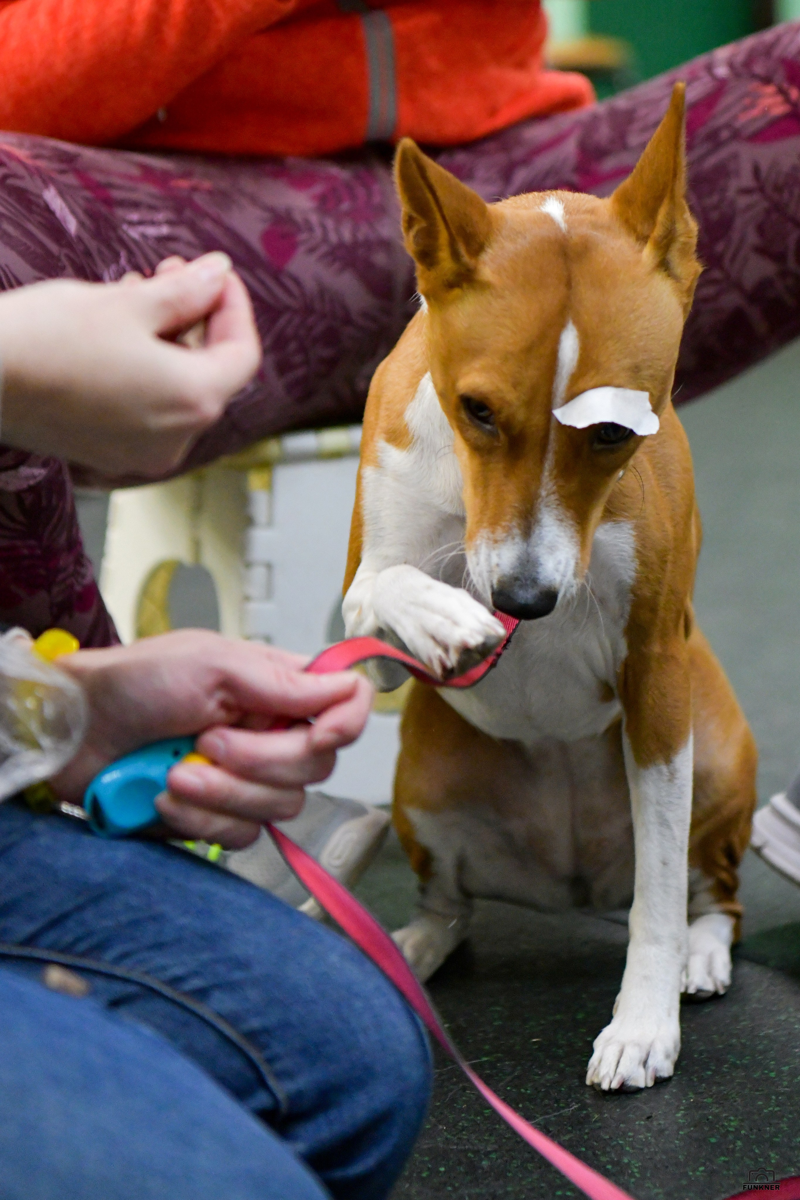 Кинологический клуб «Бодрый хвост». Свой взгляд через объектив