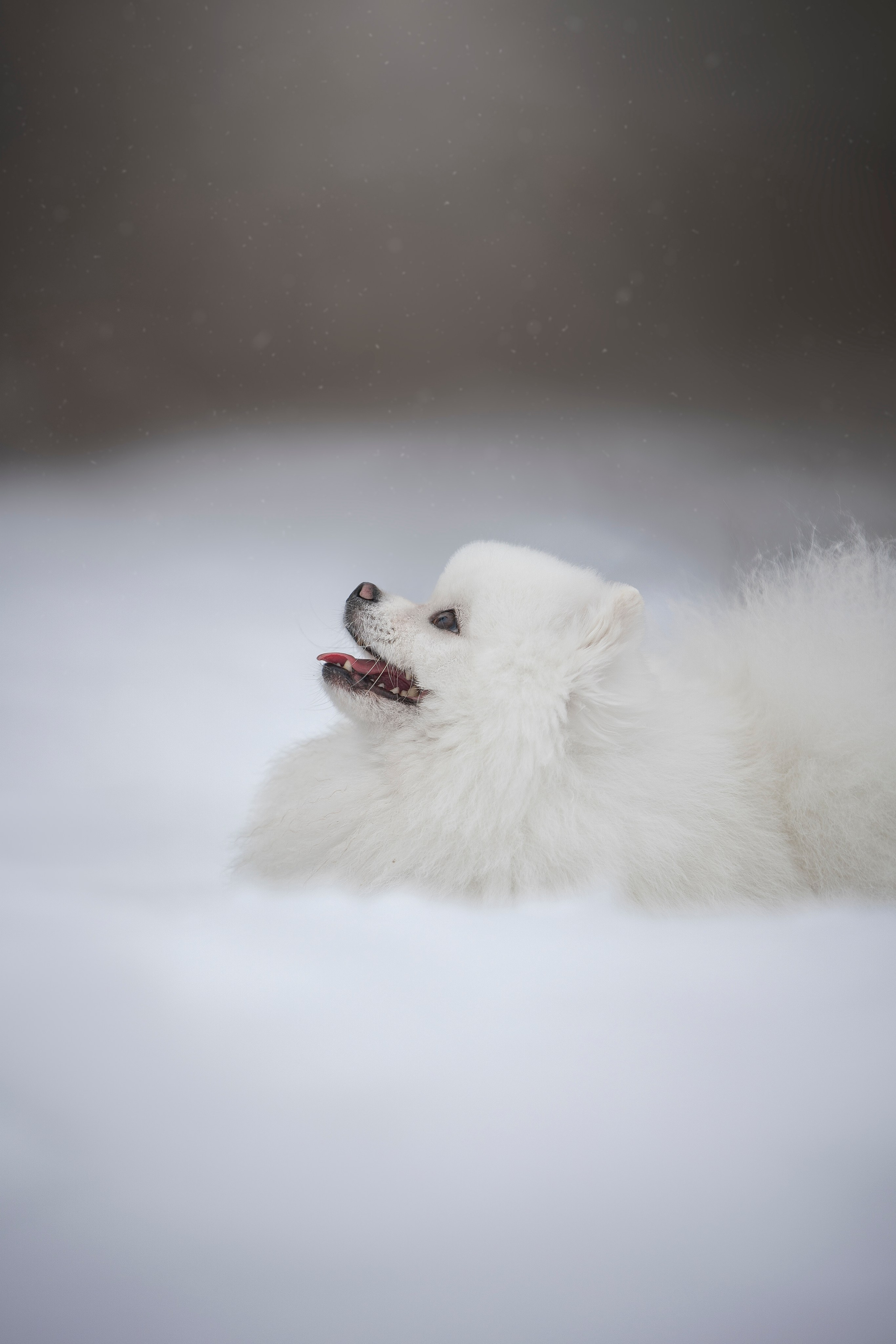 Настя, Игорь, Тесс и Марс. Фотограф анималист в Москве Майорова Евгения