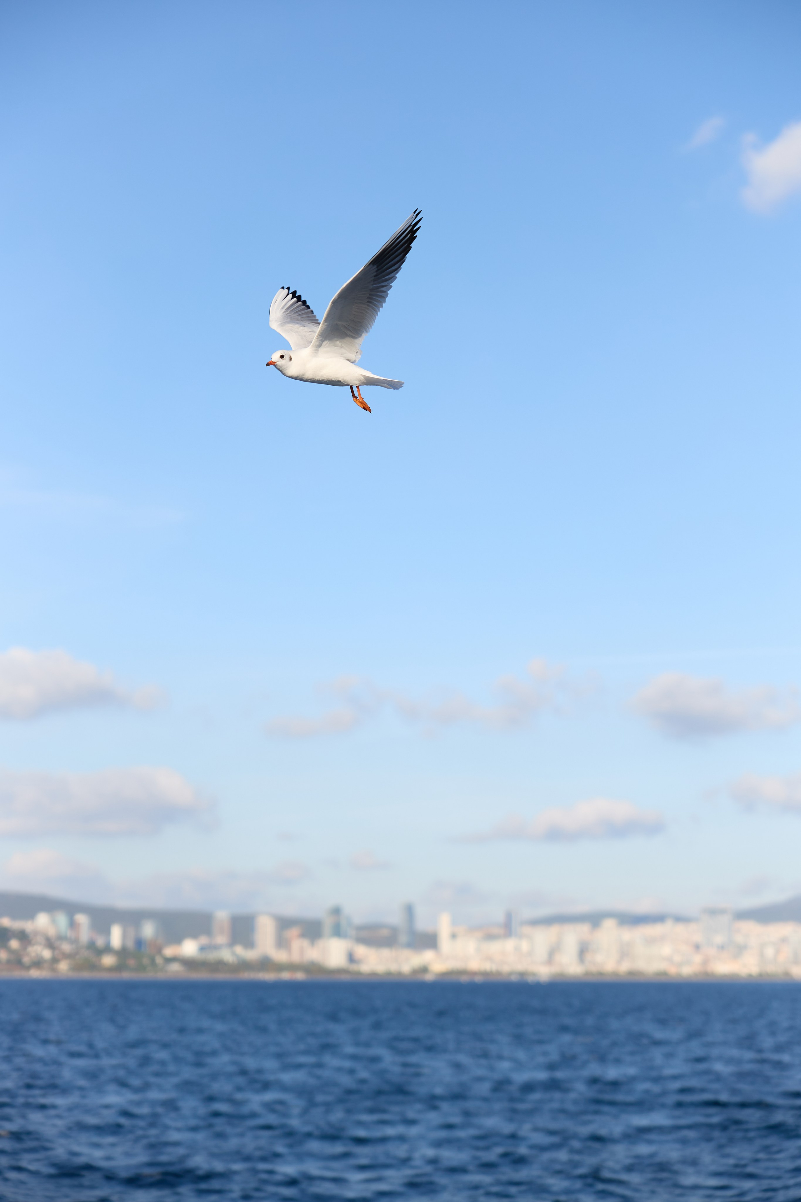 Стамбул 24. Фотограф Москва, Дима Пеллер