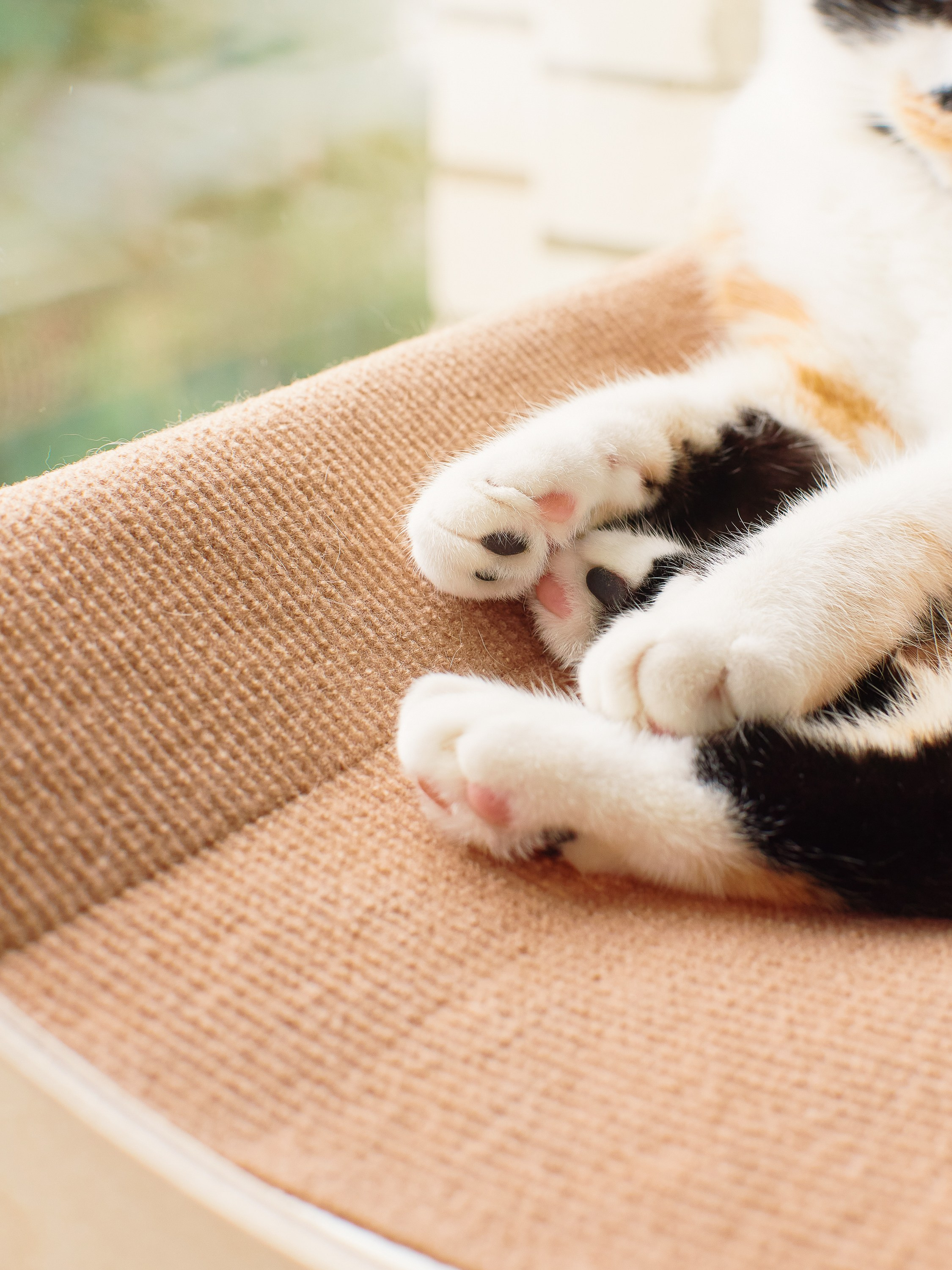 Товары для животных. Предметный фотограф, инфографика и видео в Санкт-Петербурге