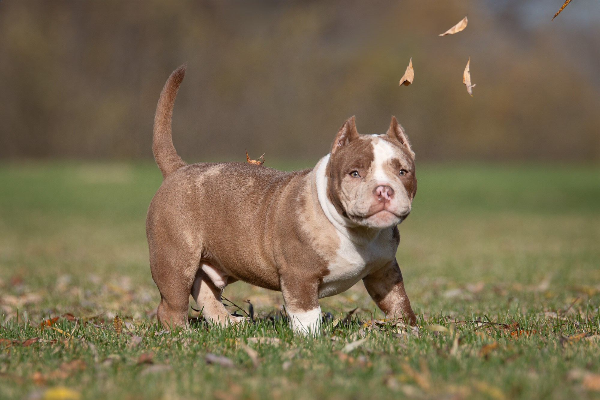 Американский Булли. Фотограф анималист, семейный фотограф, фотограф собак Комратова Мария. г. Москва
