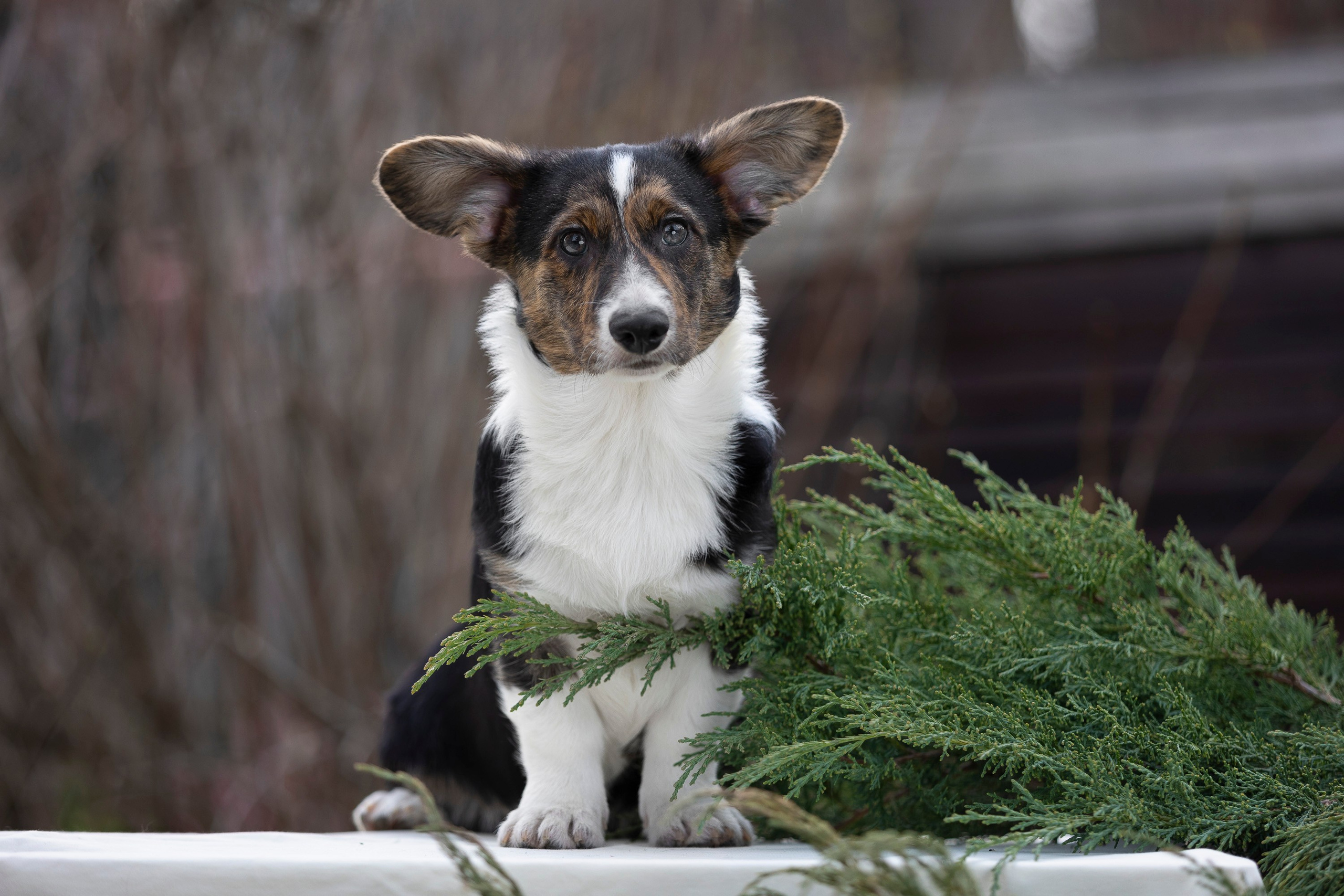 Вельш Корги Кардиган. Фотограф анималист, семейный фотограф, фотограф собак Комратова Мария. г. Москва