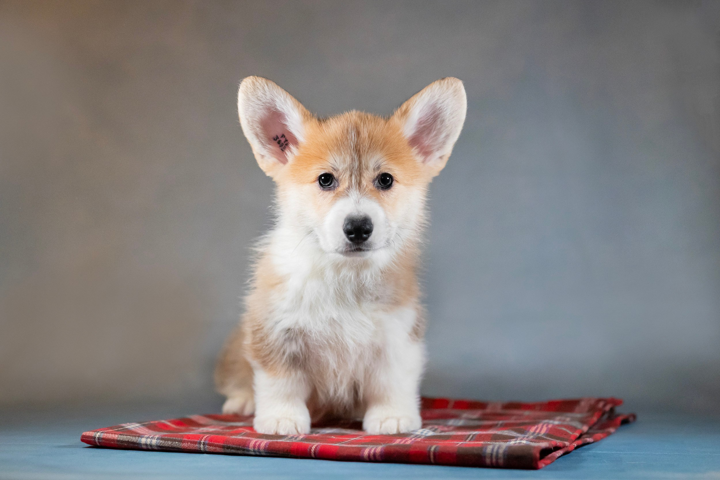 Вельш Корги Пемброк. Фотограф анималист, семейный фотограф, фотограф собак Комратова Мария. г. Москва