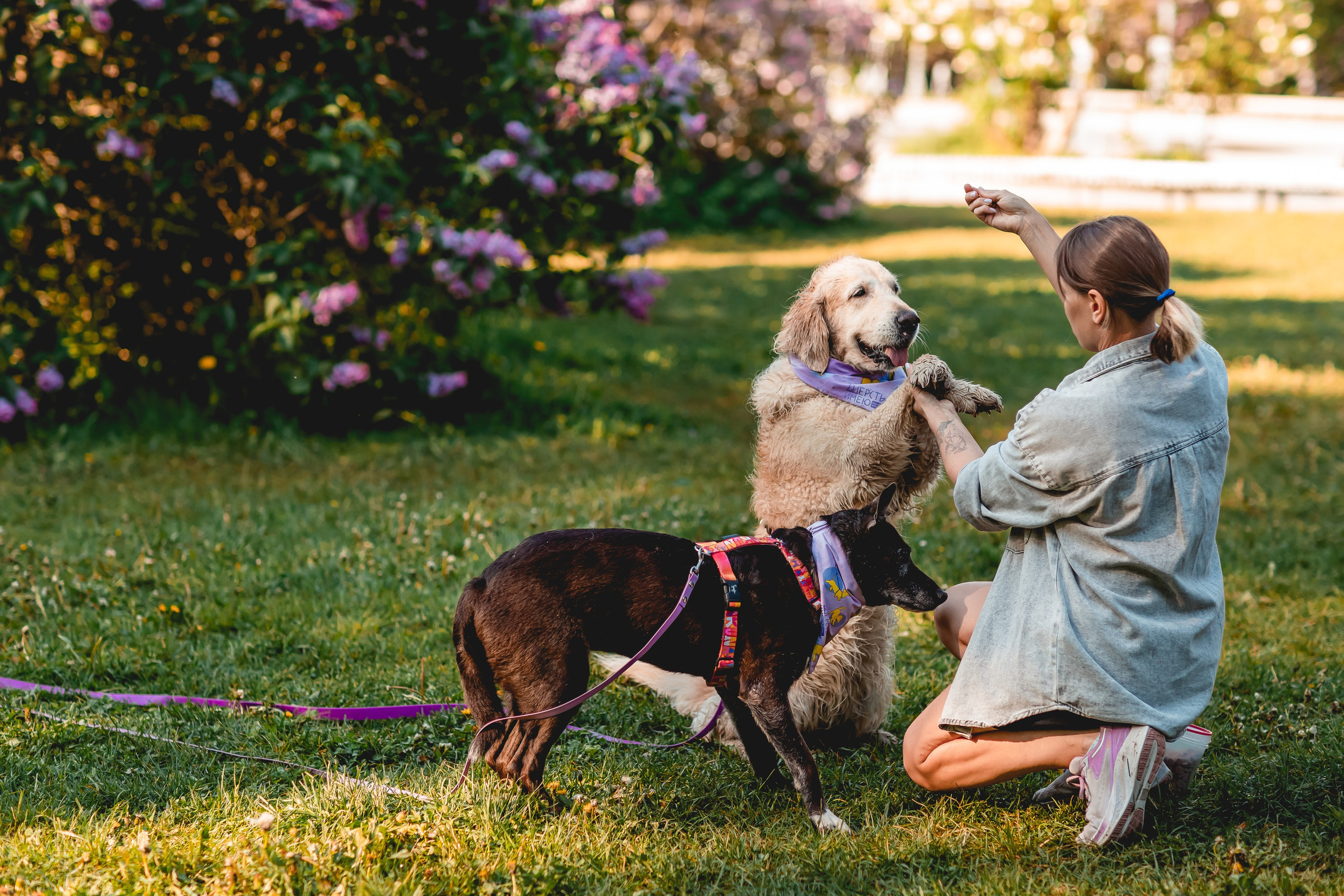 Ира, Альма и Белла. Семейный фотограф анималист Мария Крючкова