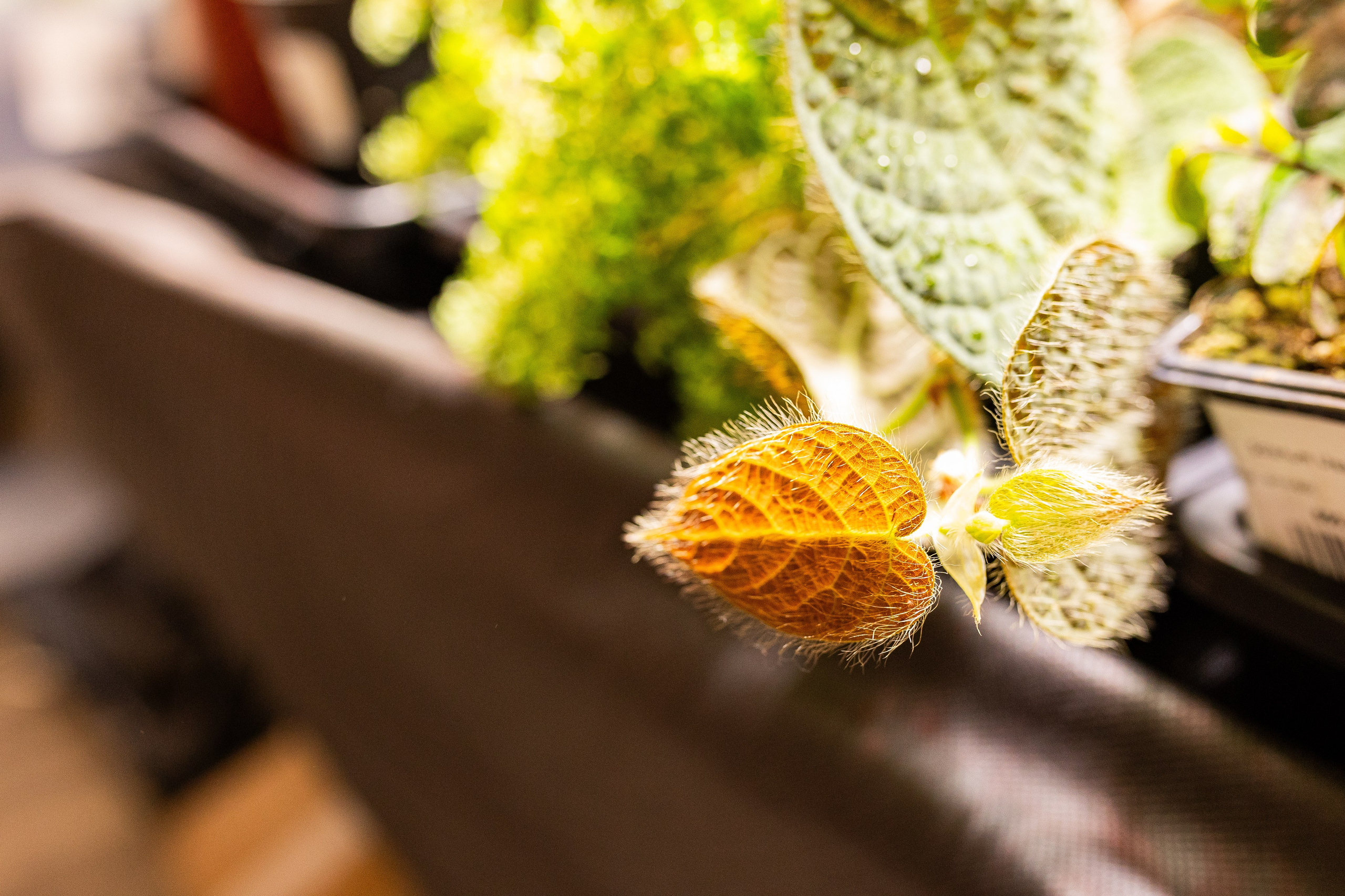 Green_Rare Ярмарка февраль 2025. Александра Куликова фотограф, Москва