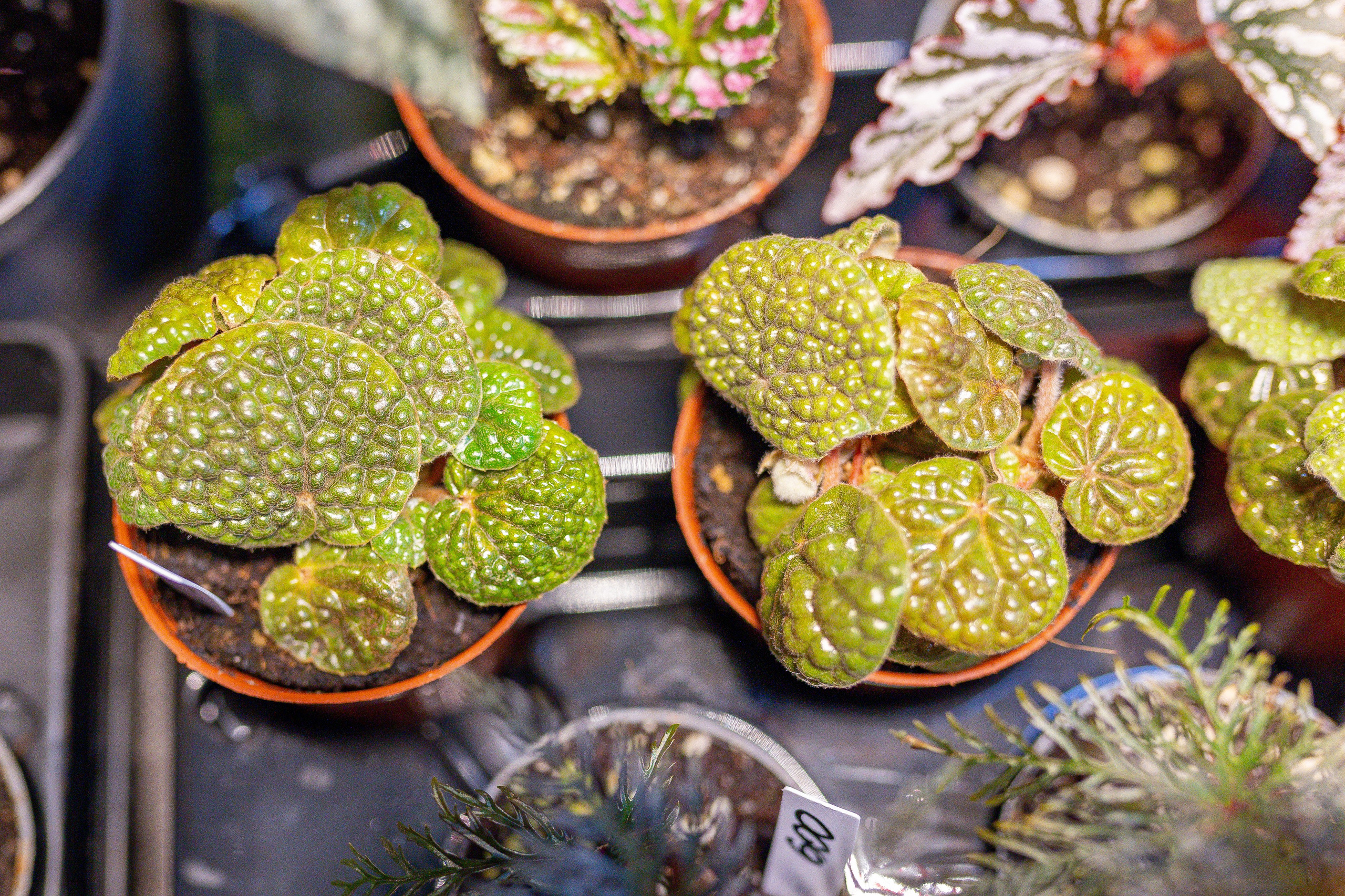 Орхидиум 12.2025. Александра Куликова фотограф, Москва