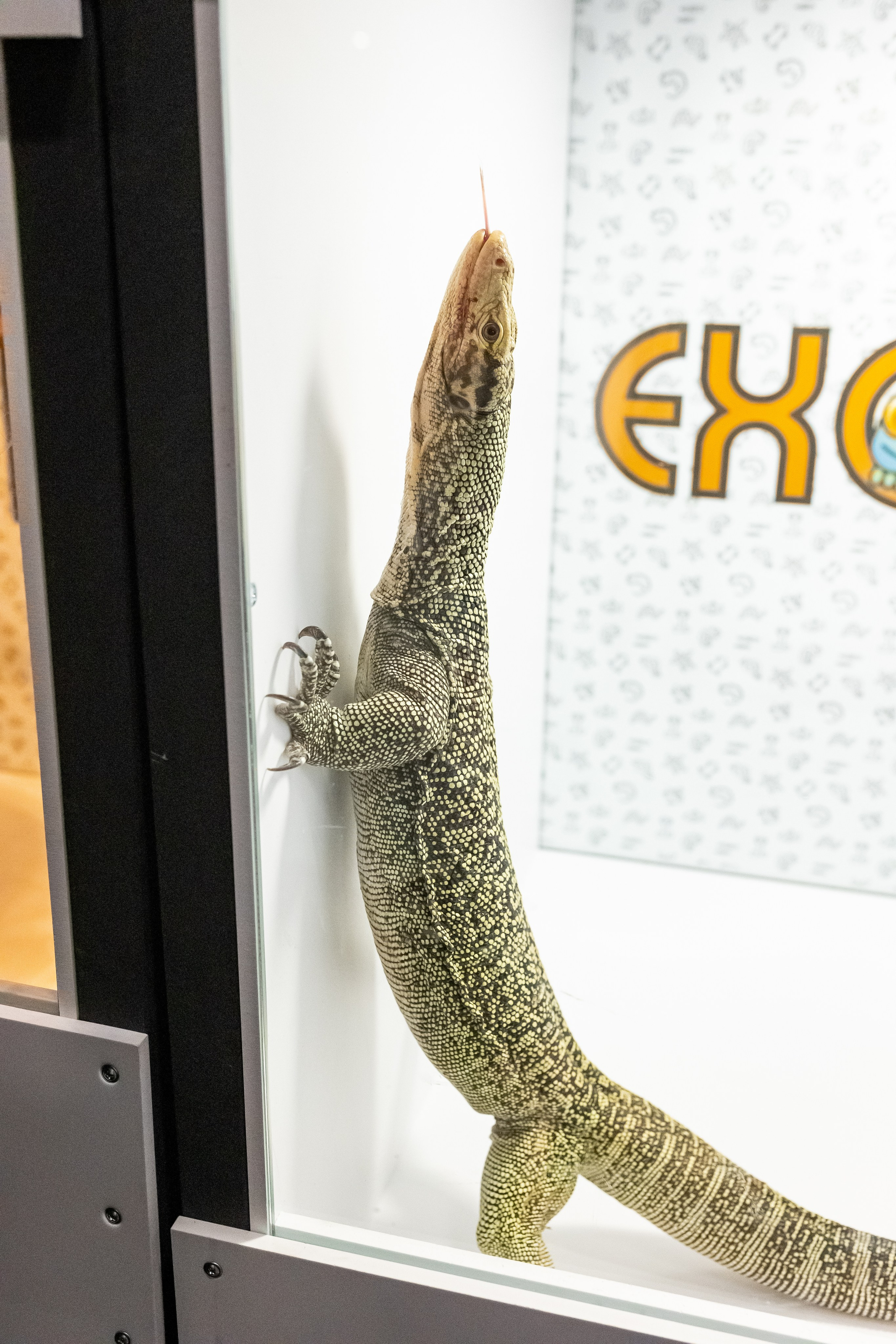 Рептилиум 2024. Александра Куликова фотограф, Москва