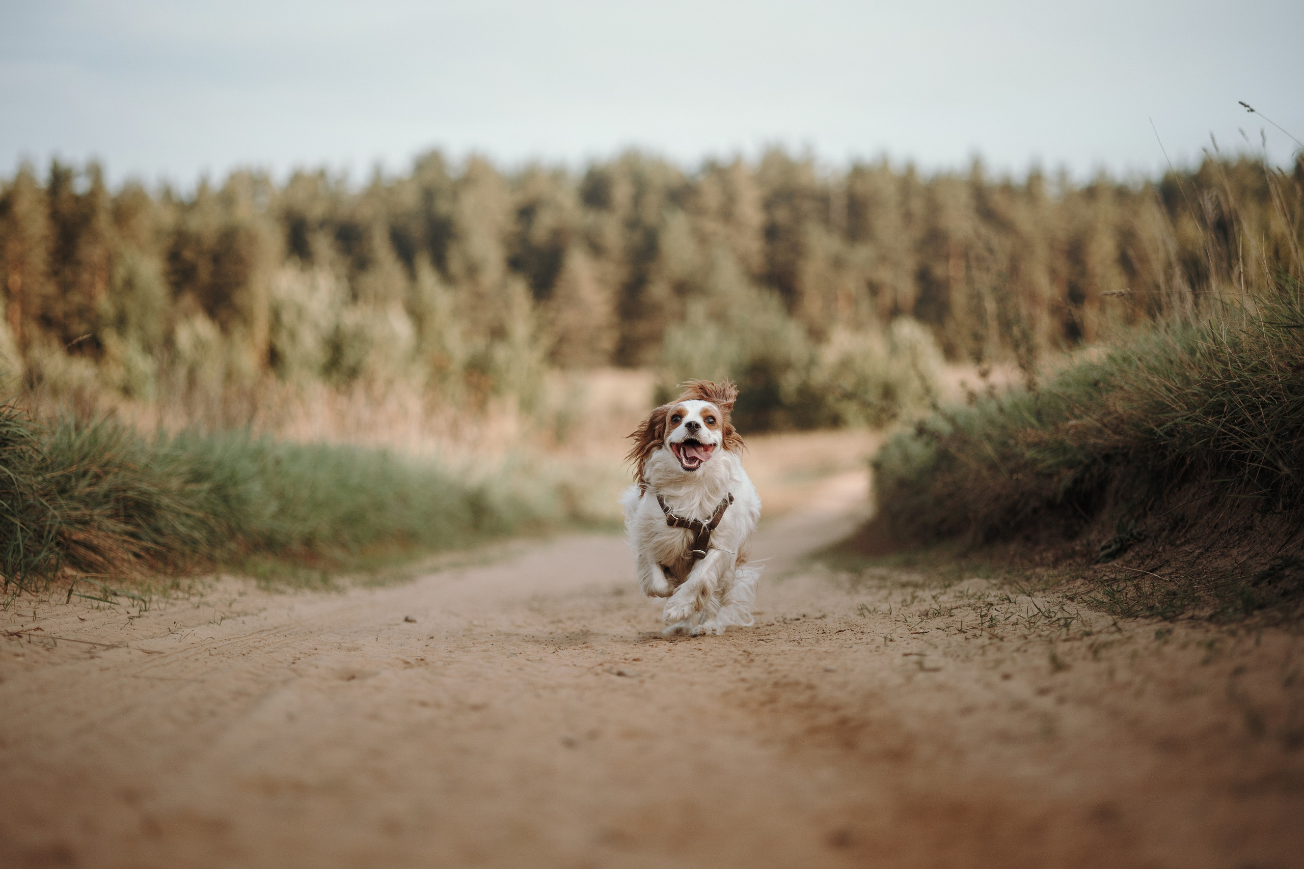 Влада и Белла. Фотограф — Анималист | Санкт-Петербург