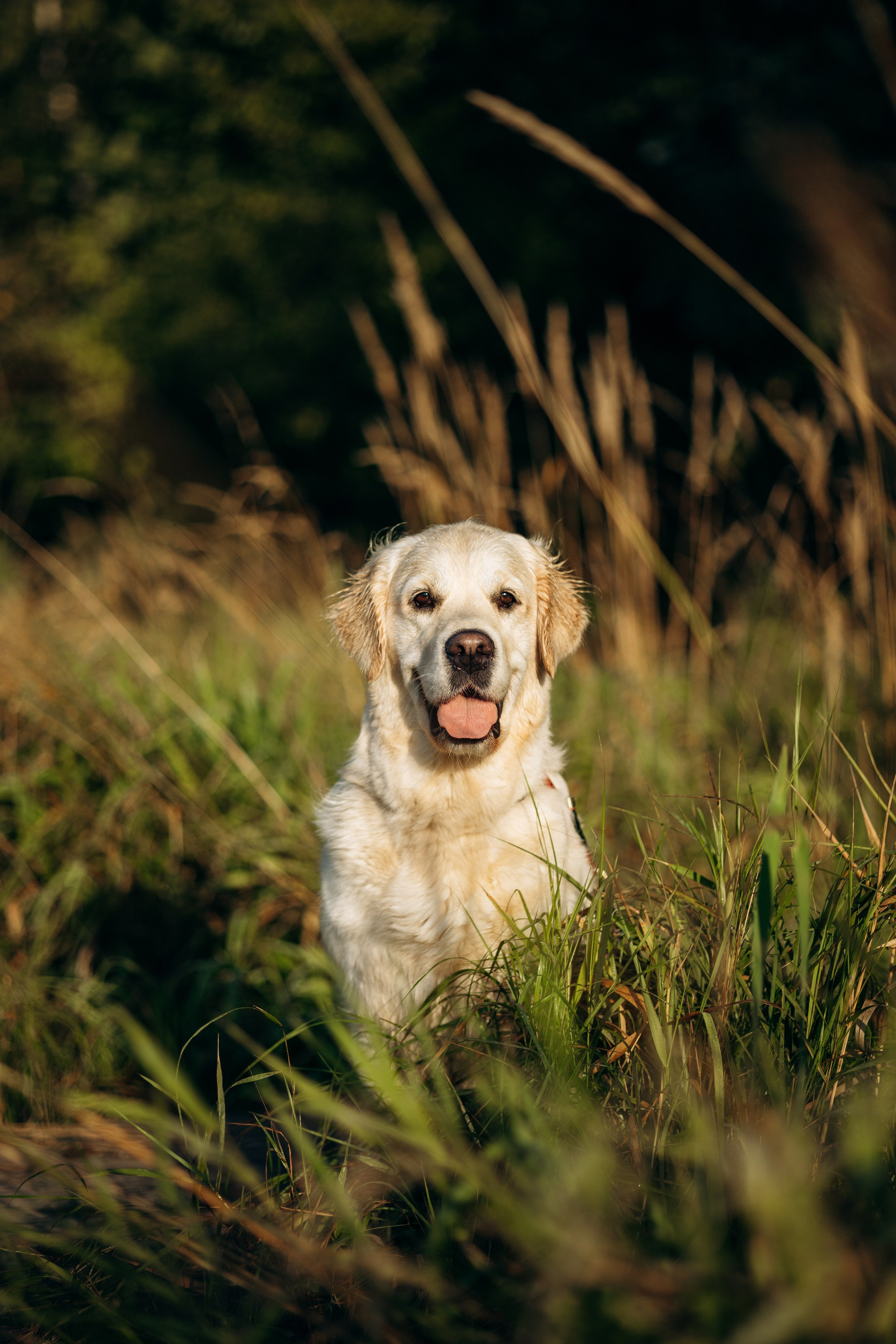 Ирина и ее золотинки. Фотограф — Анималист | Санкт-Петербург