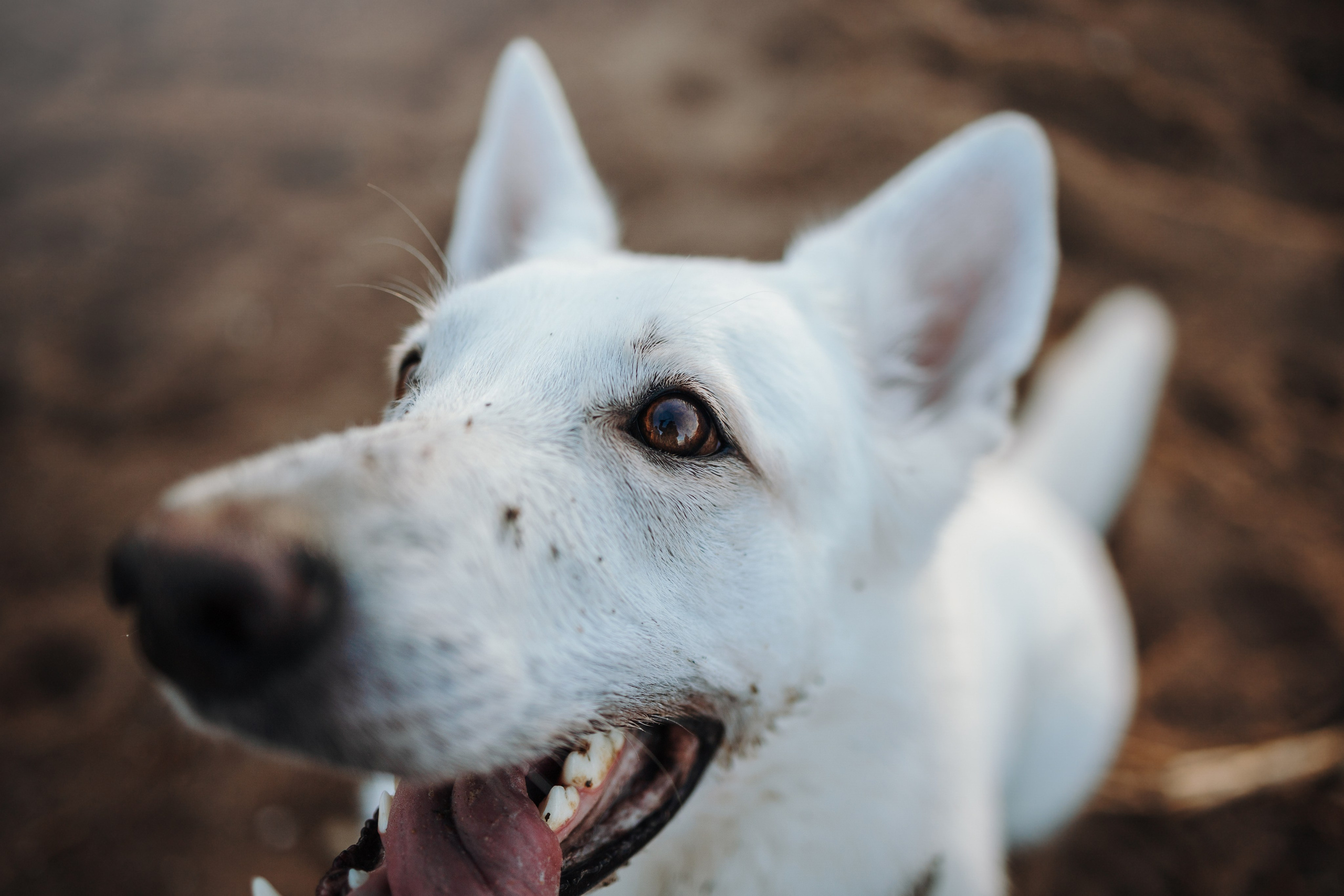 Настя и Эва. Фотограф — Анималист | Санкт-Петербург