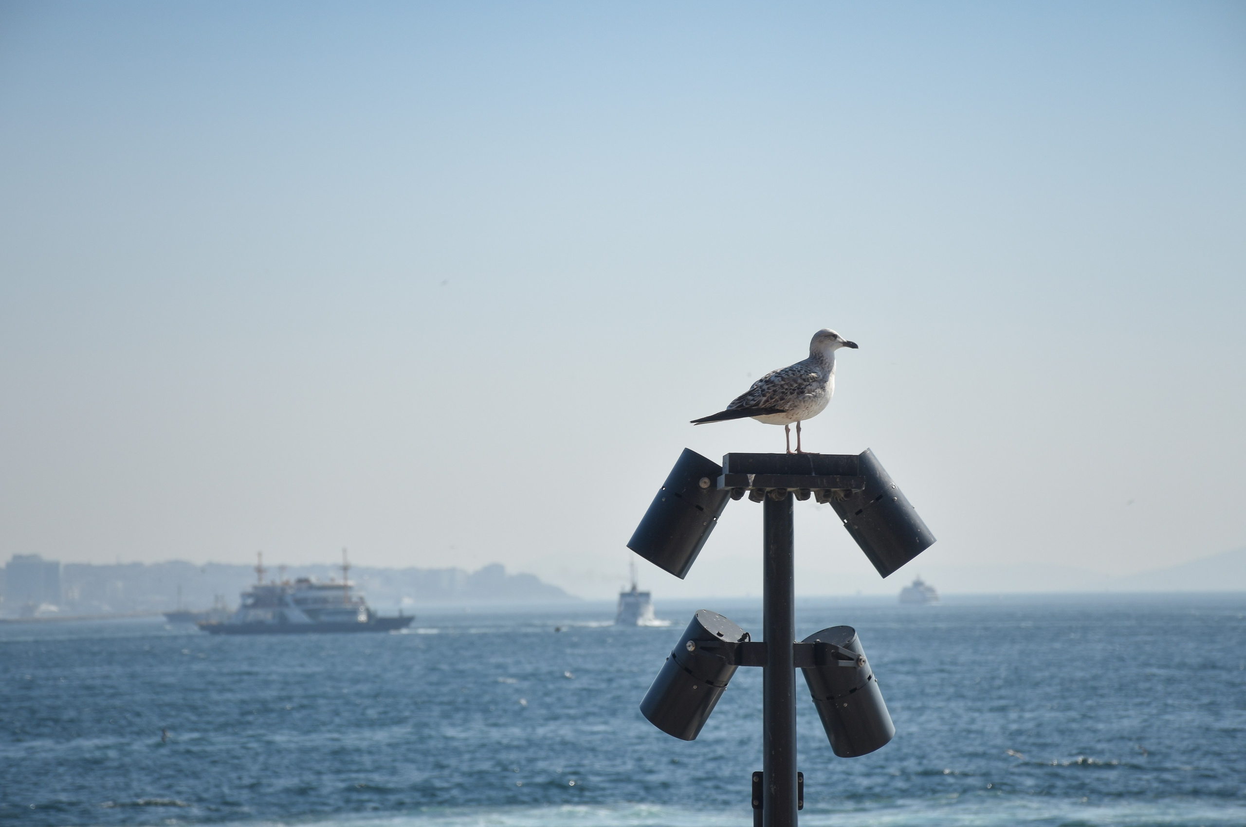 Стамбул — февраль 24. В созвучии с природой. Фотограф Светлана В. Пронина, Москва