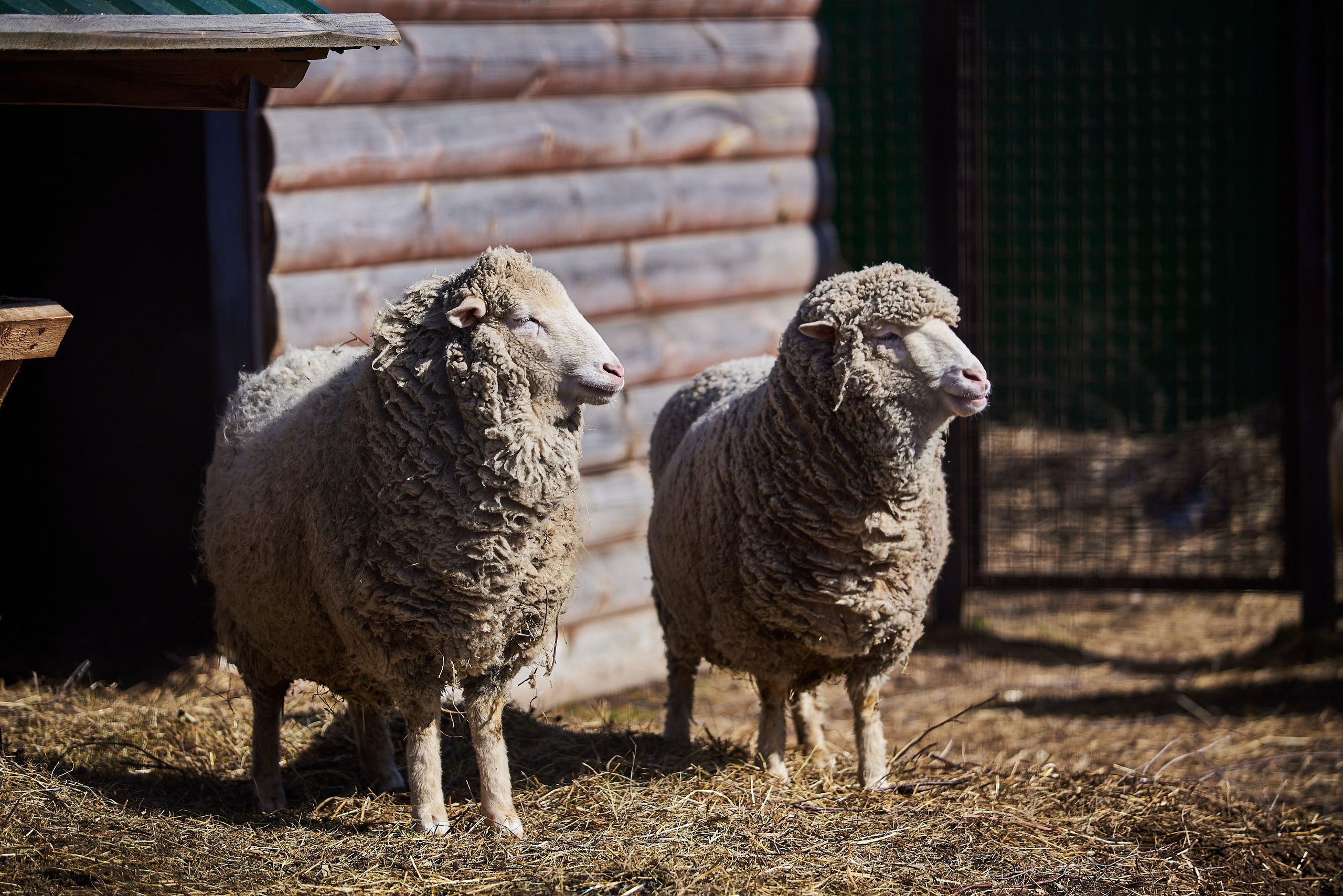 Зоопарк Иваново. Фотограф в Иваново: Каталожная съемка одежды и постельного белья, Wildberries