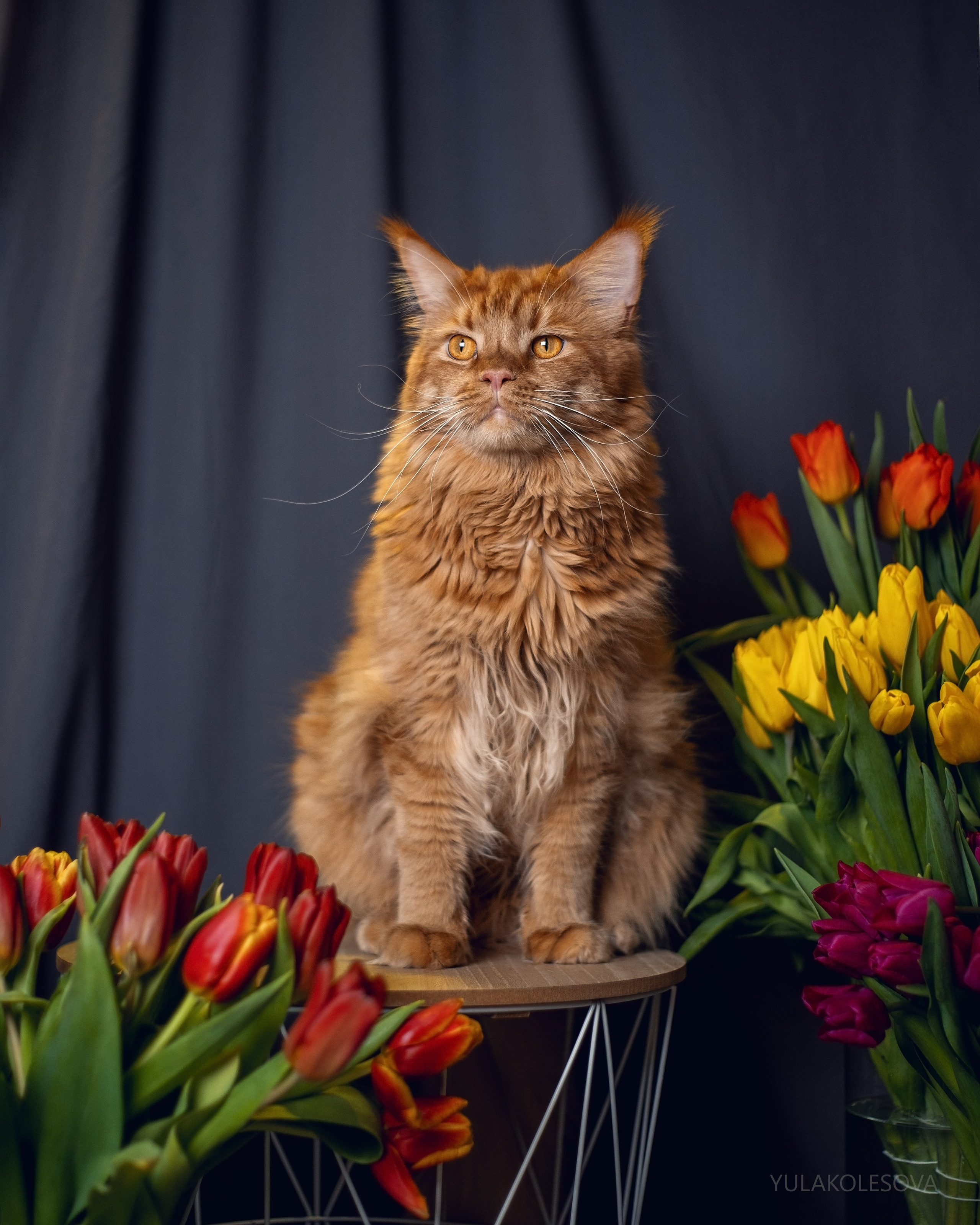 8 марта. YULA KOLESOVA | Фотограф — Анималист | Художник | Тюмень