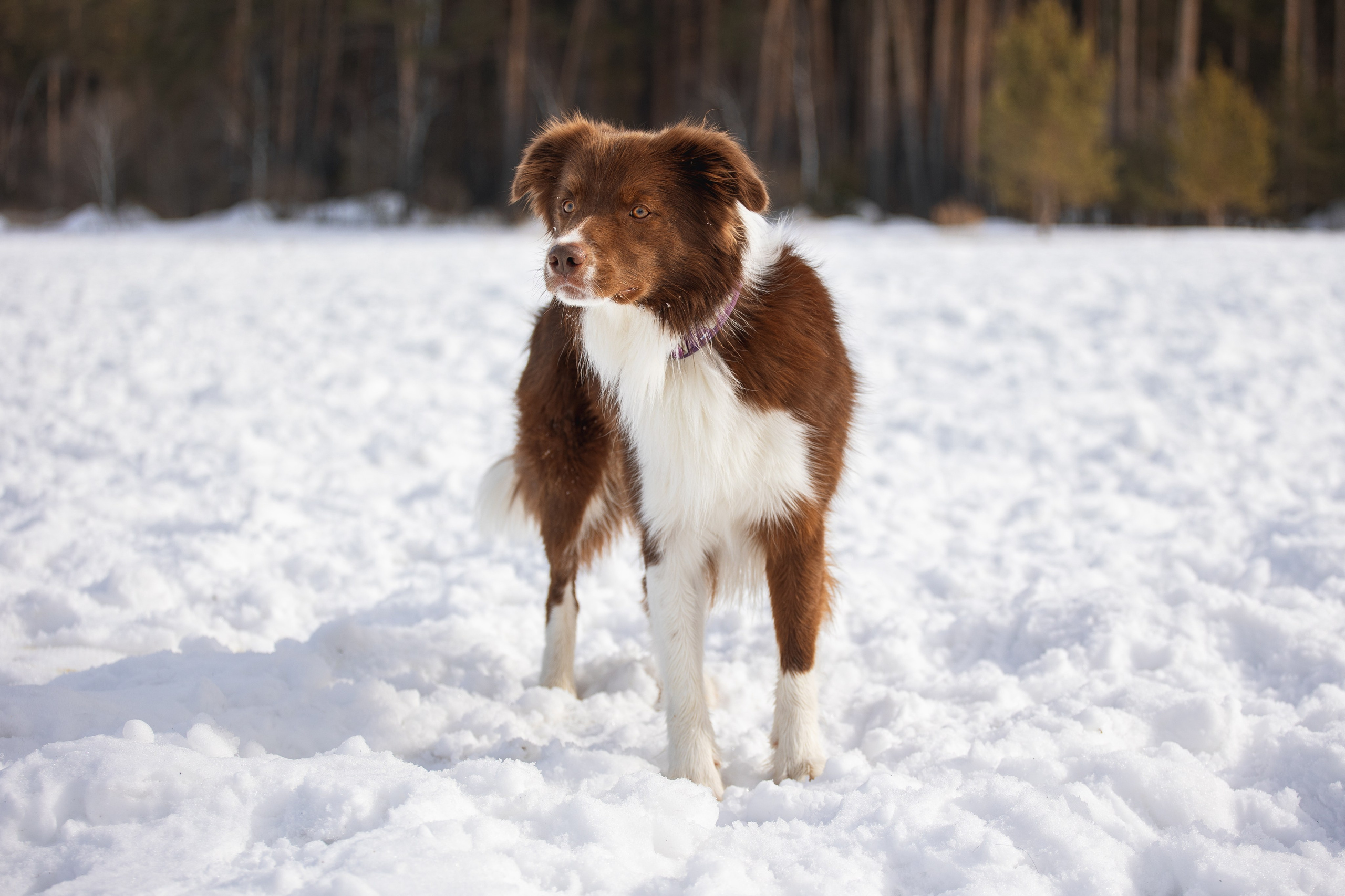 В погоне за снежком…. YULA KOLESOVA | Фотограф — Анималист | Художник | Тюмень