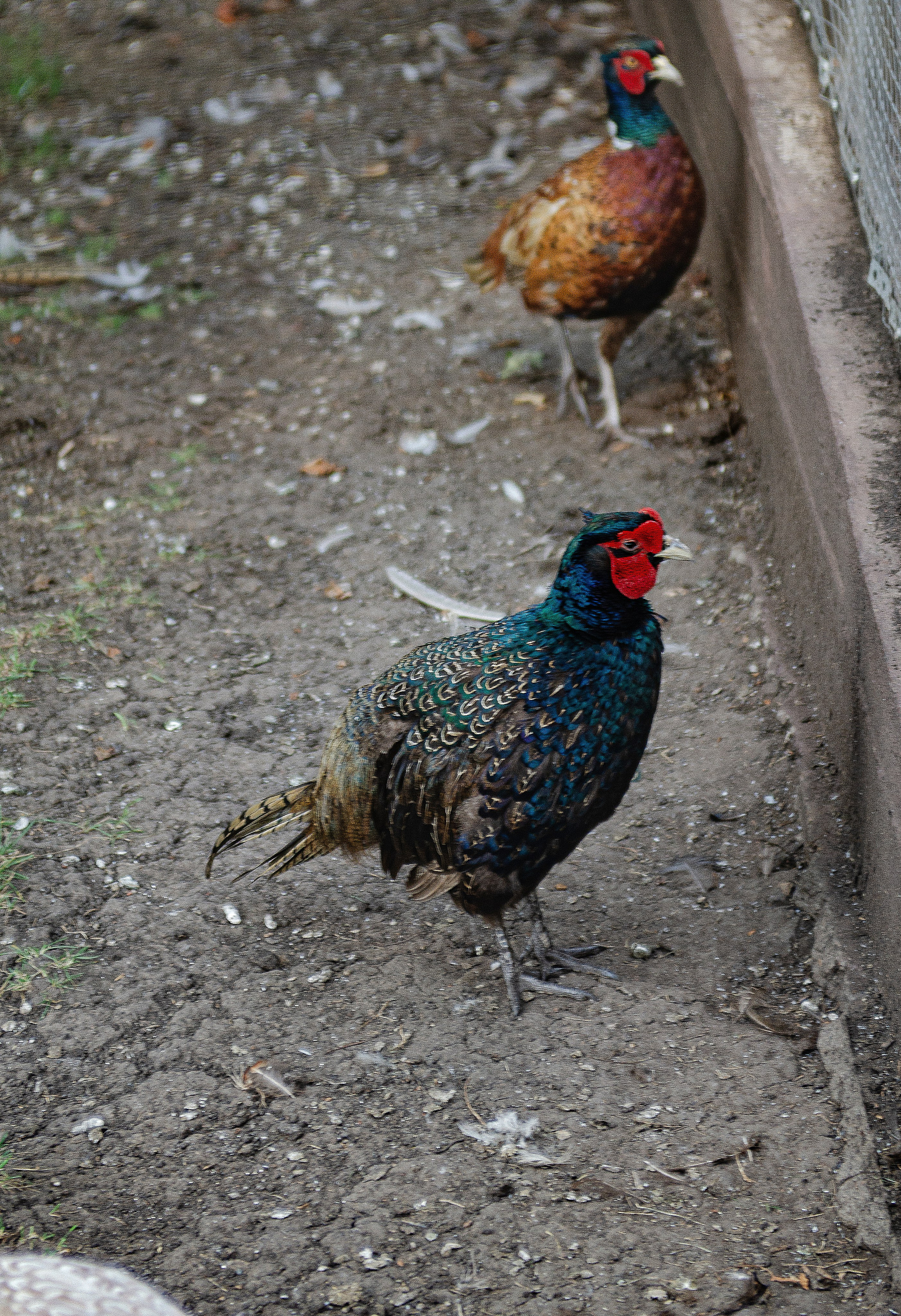 Птицы.Животные. Sreda fotoArt