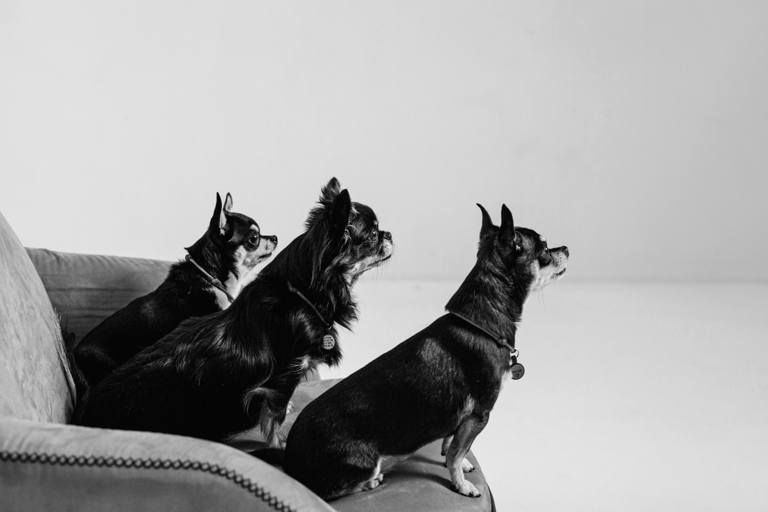 Семейная фотосессия. Фотограф-анималист Татьяна Степанова