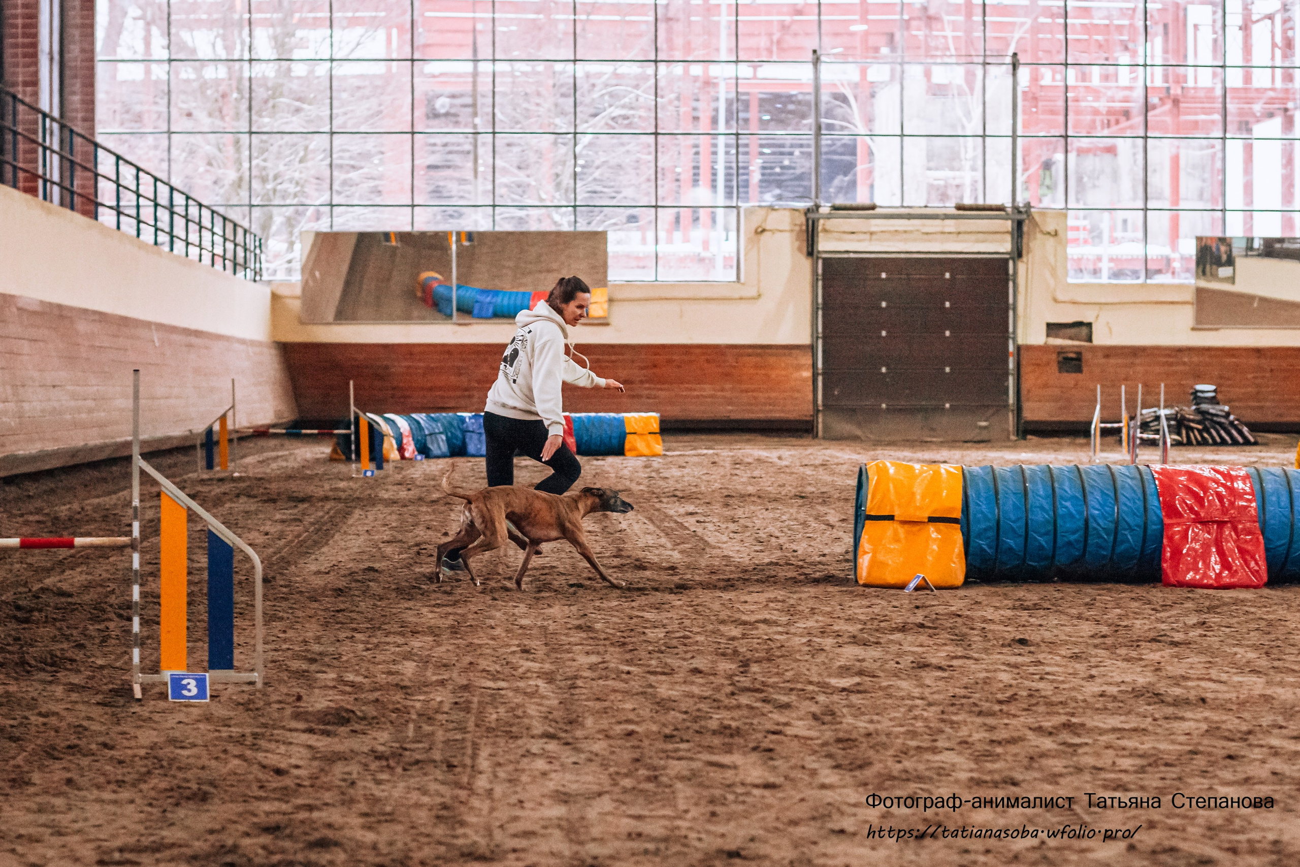 Соревнования по Аджилити 25.02.2024. Фотограф-анималист Татьяна Степанова