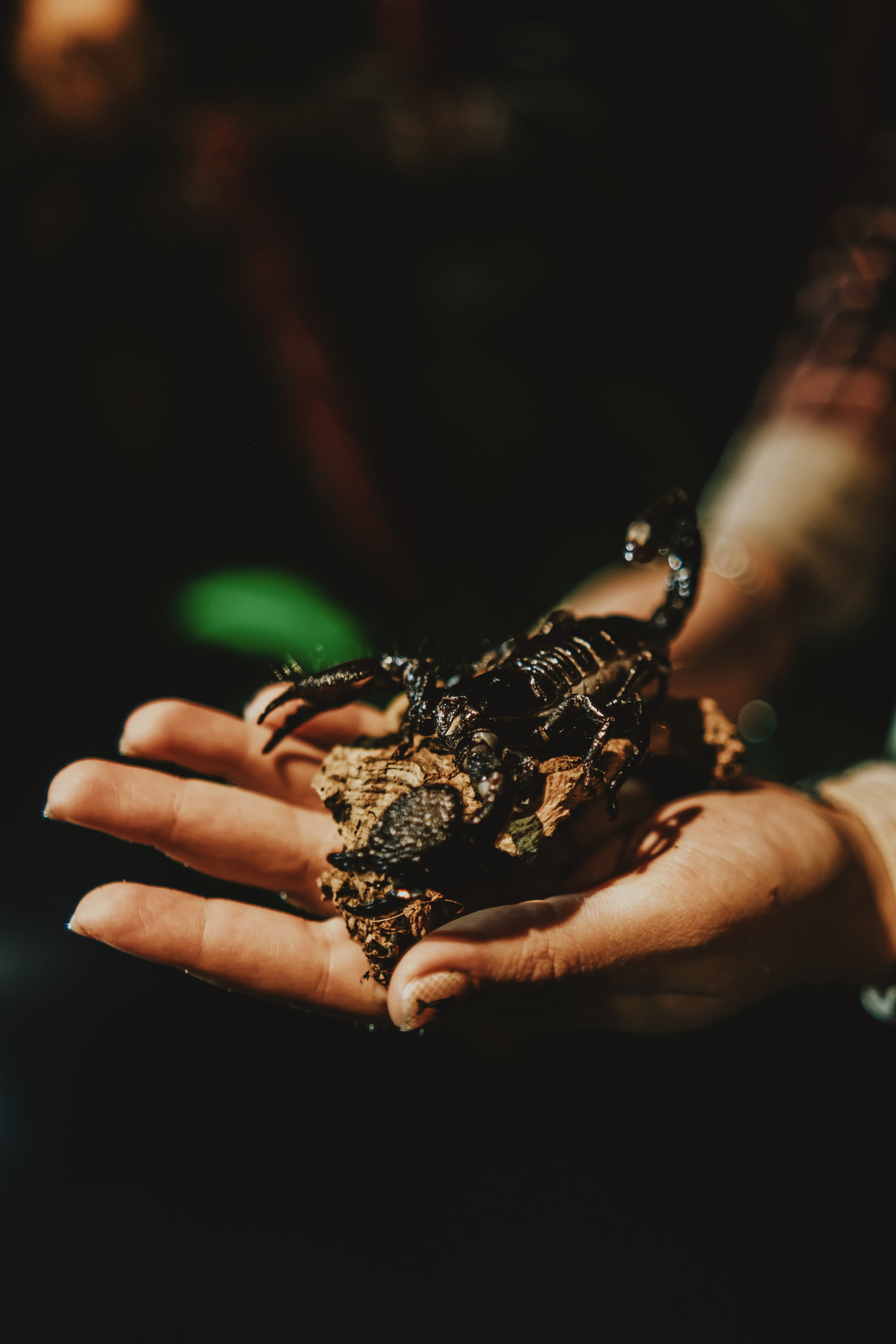 Дом Драконов. Nattie.ph