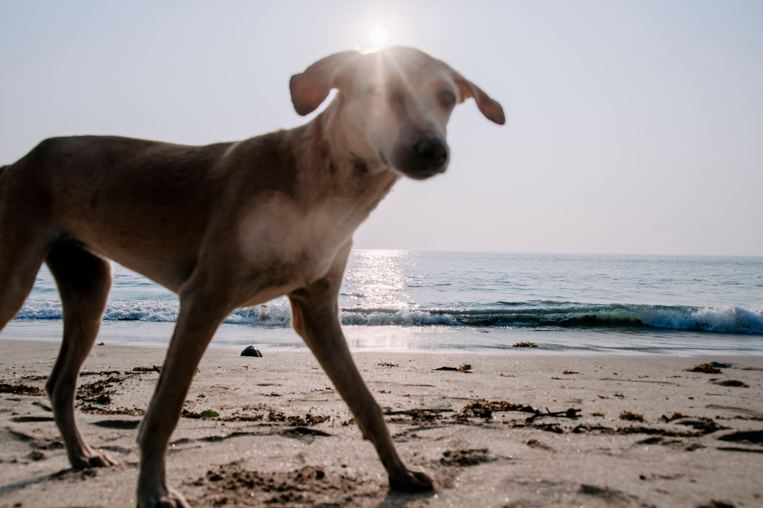 Гоа. индия. Iraogo