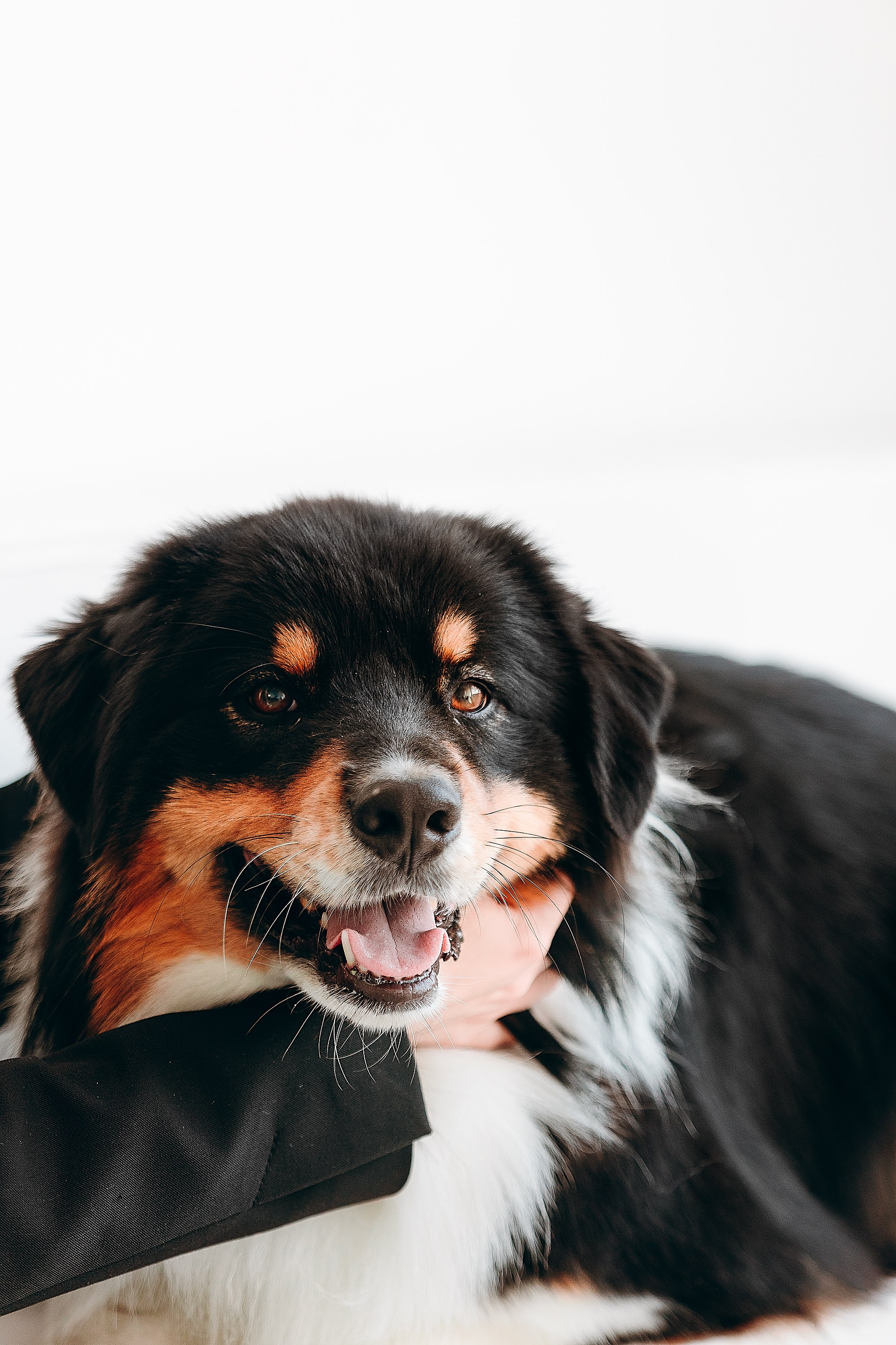 День рождения Рея. Фотограф. Фотограф-анималист. Москва