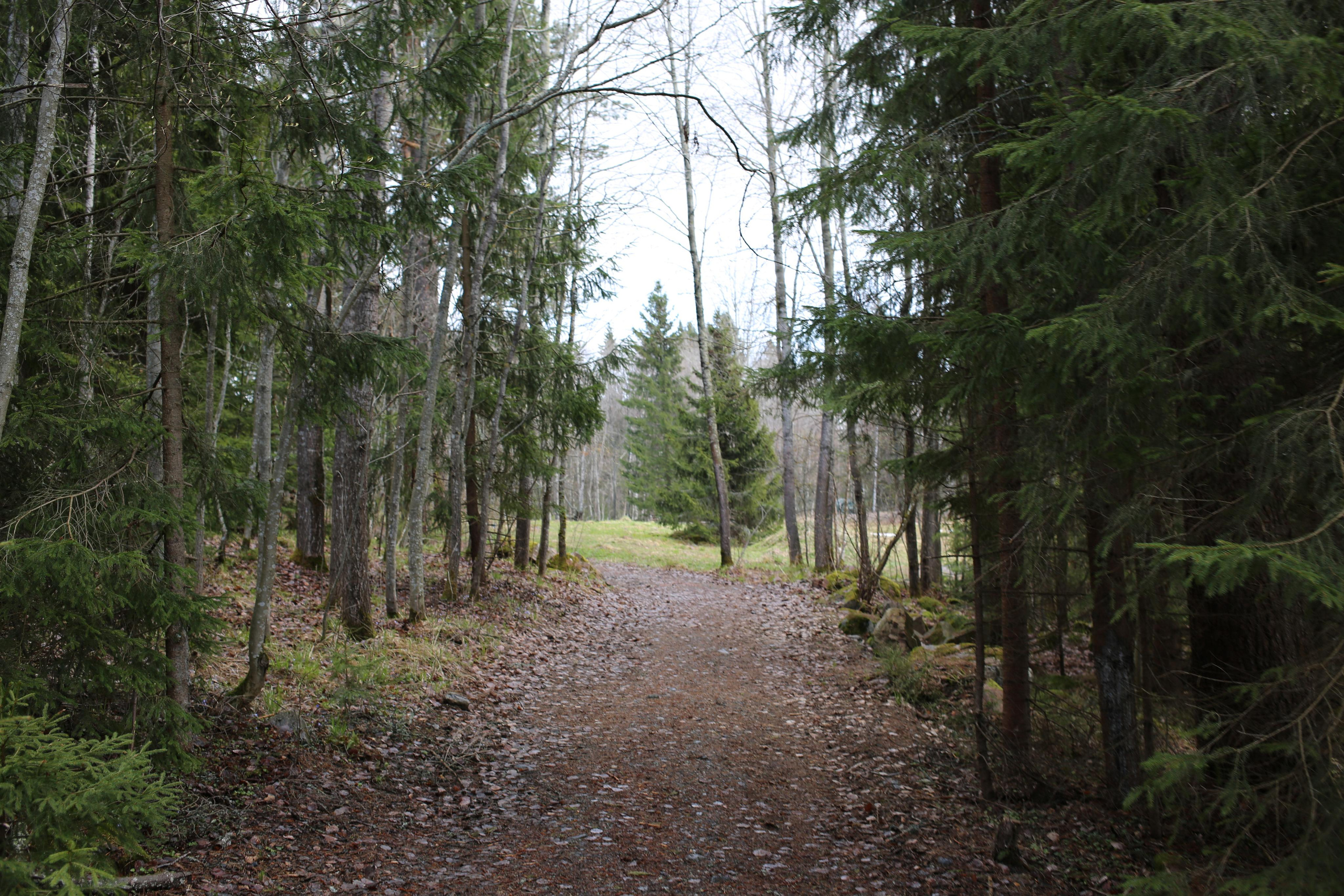 Пейзаж. Твой комфортный фотограф из Санкт-Петербурга Дарья Чатта