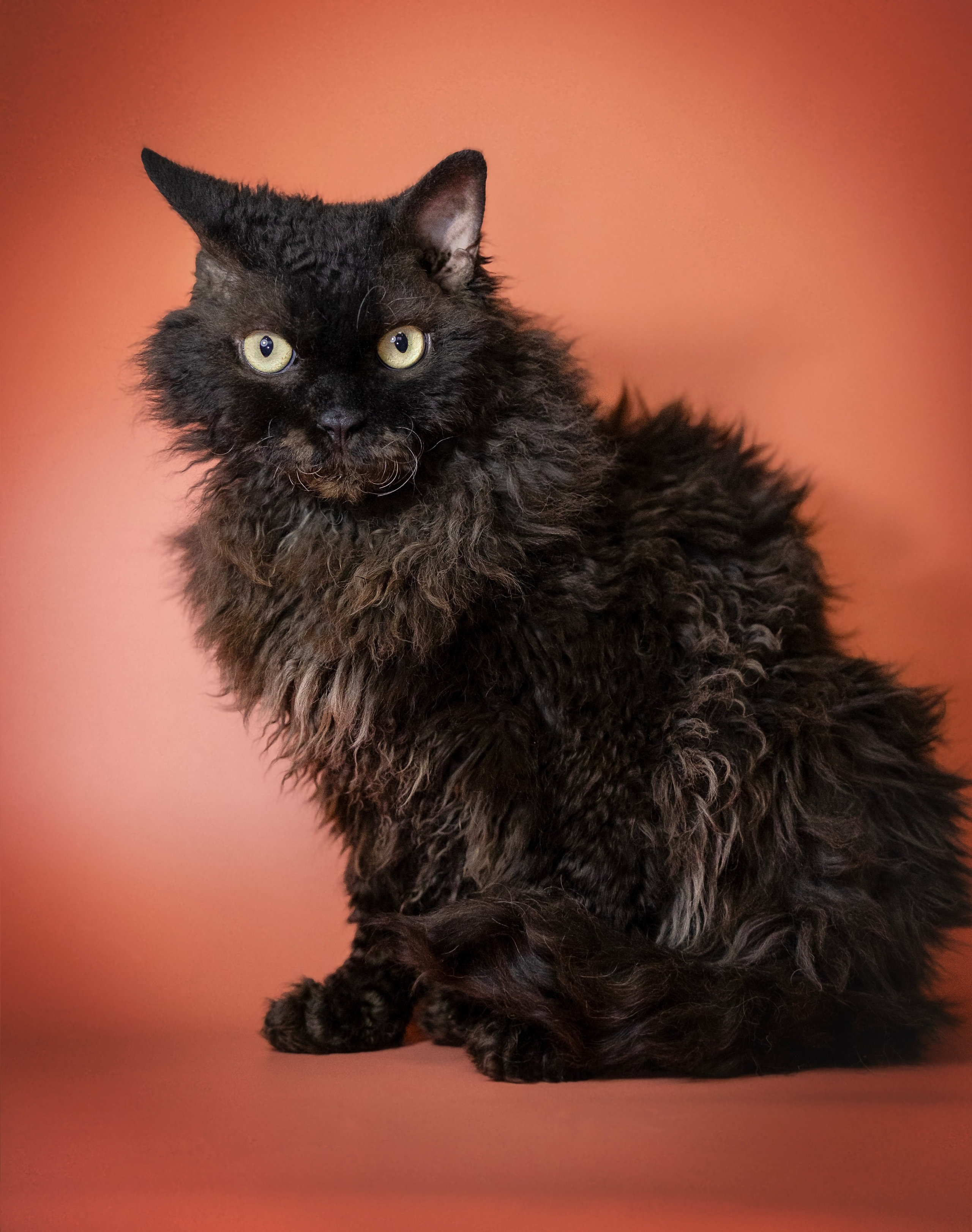 Котики. Семейный фотограф анималист г. Находка