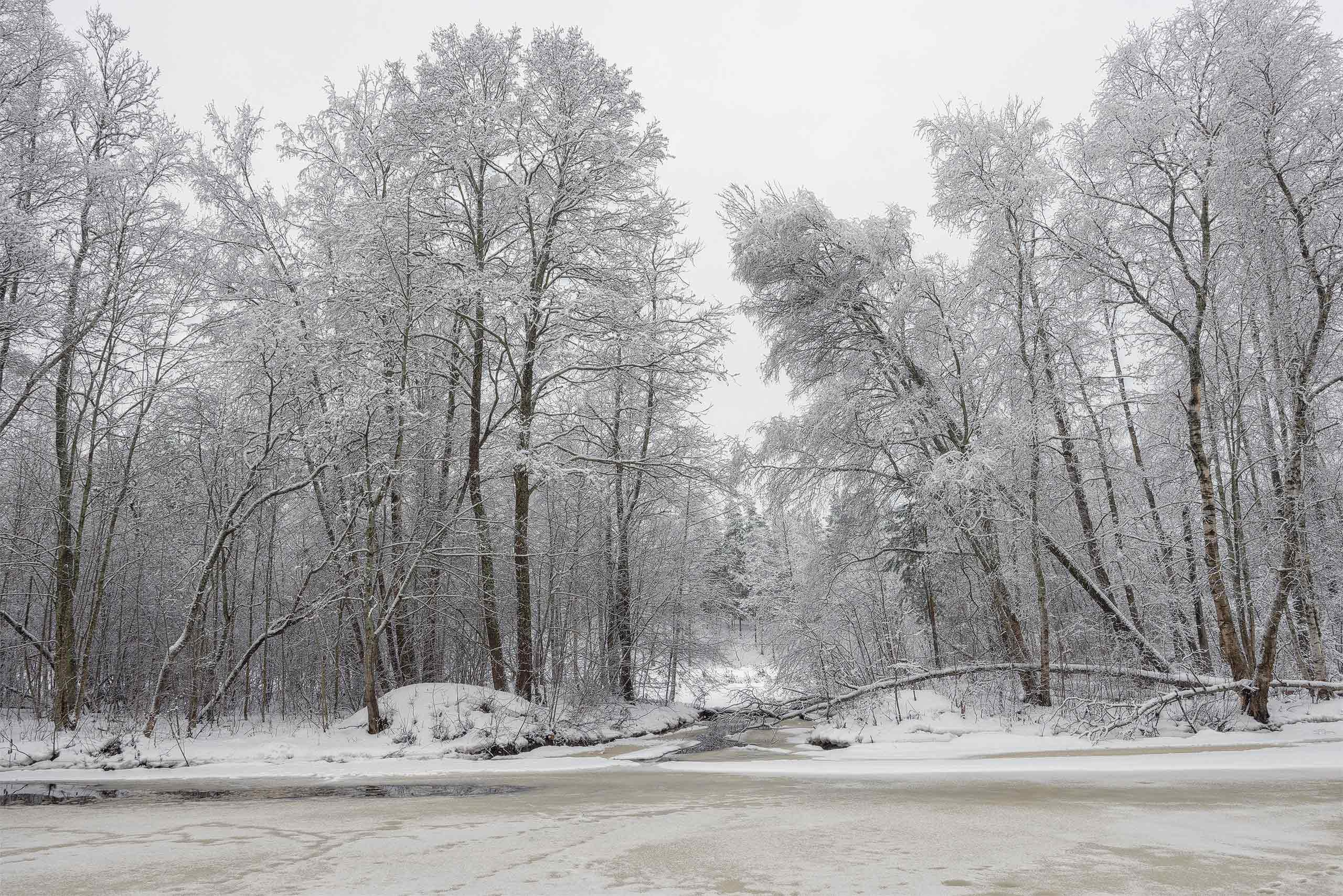 Пейзажи. Сайт фотографа Елены Михайловой. Фотосессии на пленэре в Сестрорецке