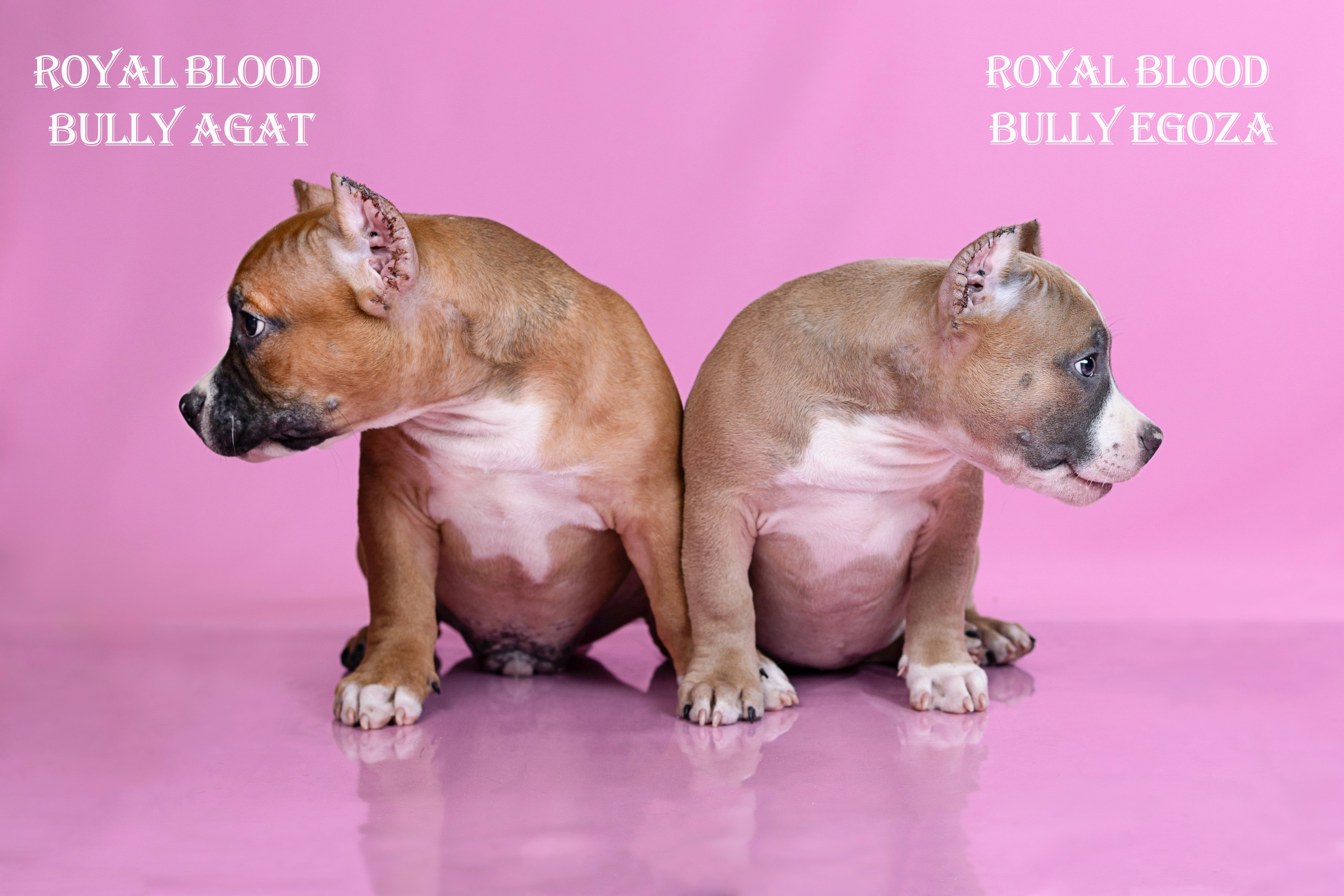 Американский булли!. Фотограф 📸 семейный, предметный, репортажный