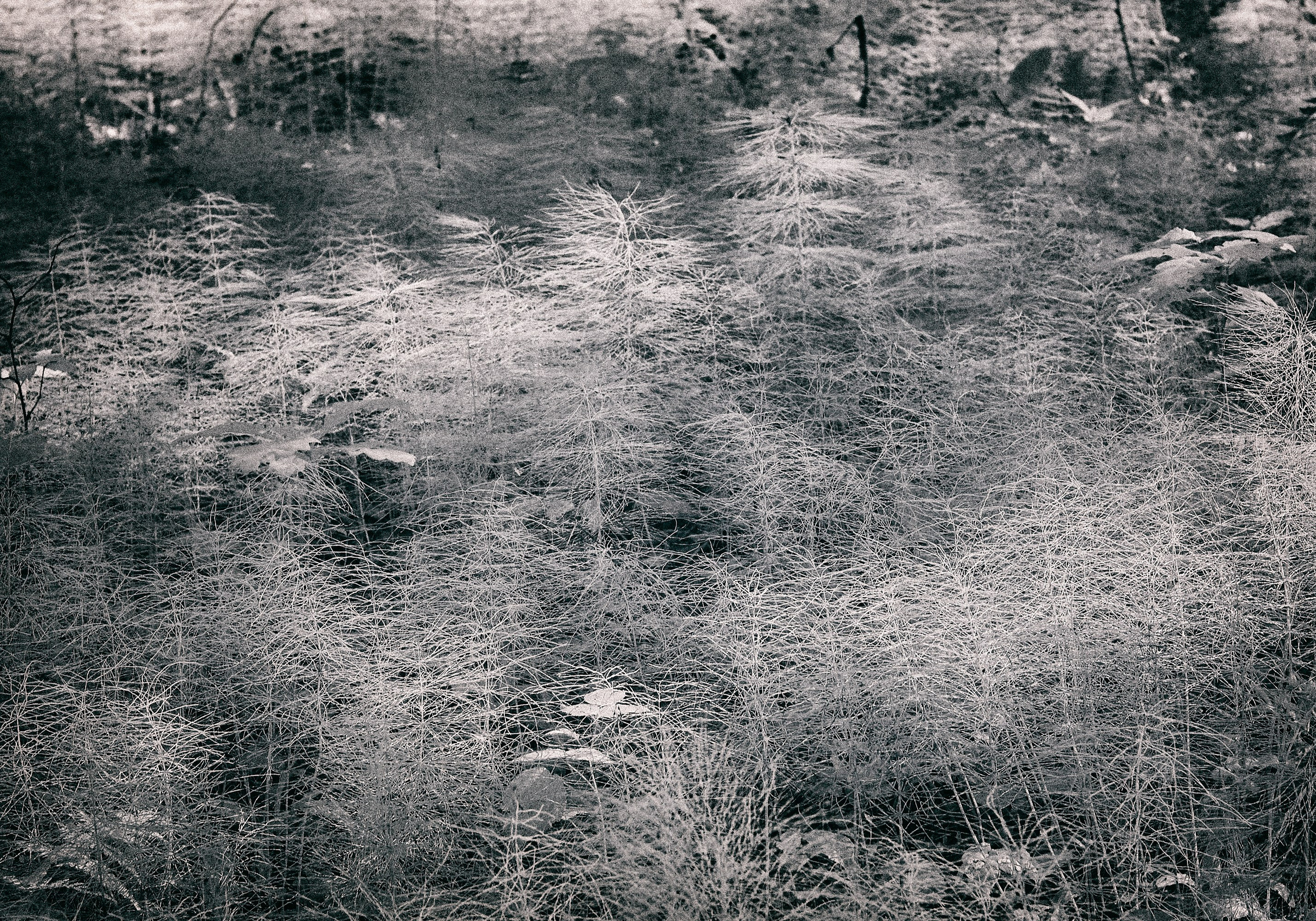 Infrared Photography. Solofilms