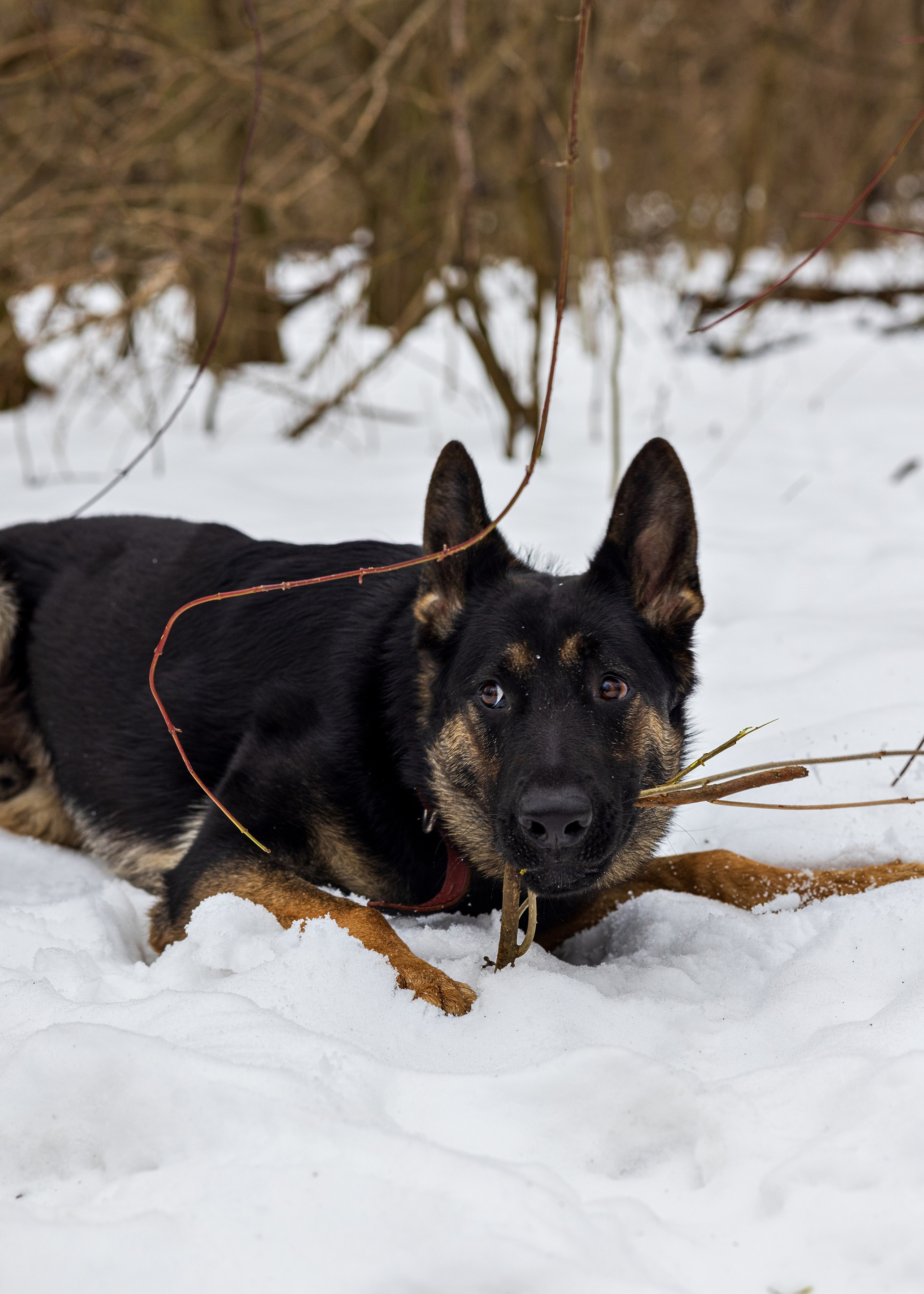 Анна и Рич. Фотограф в Ростове-на-Дону