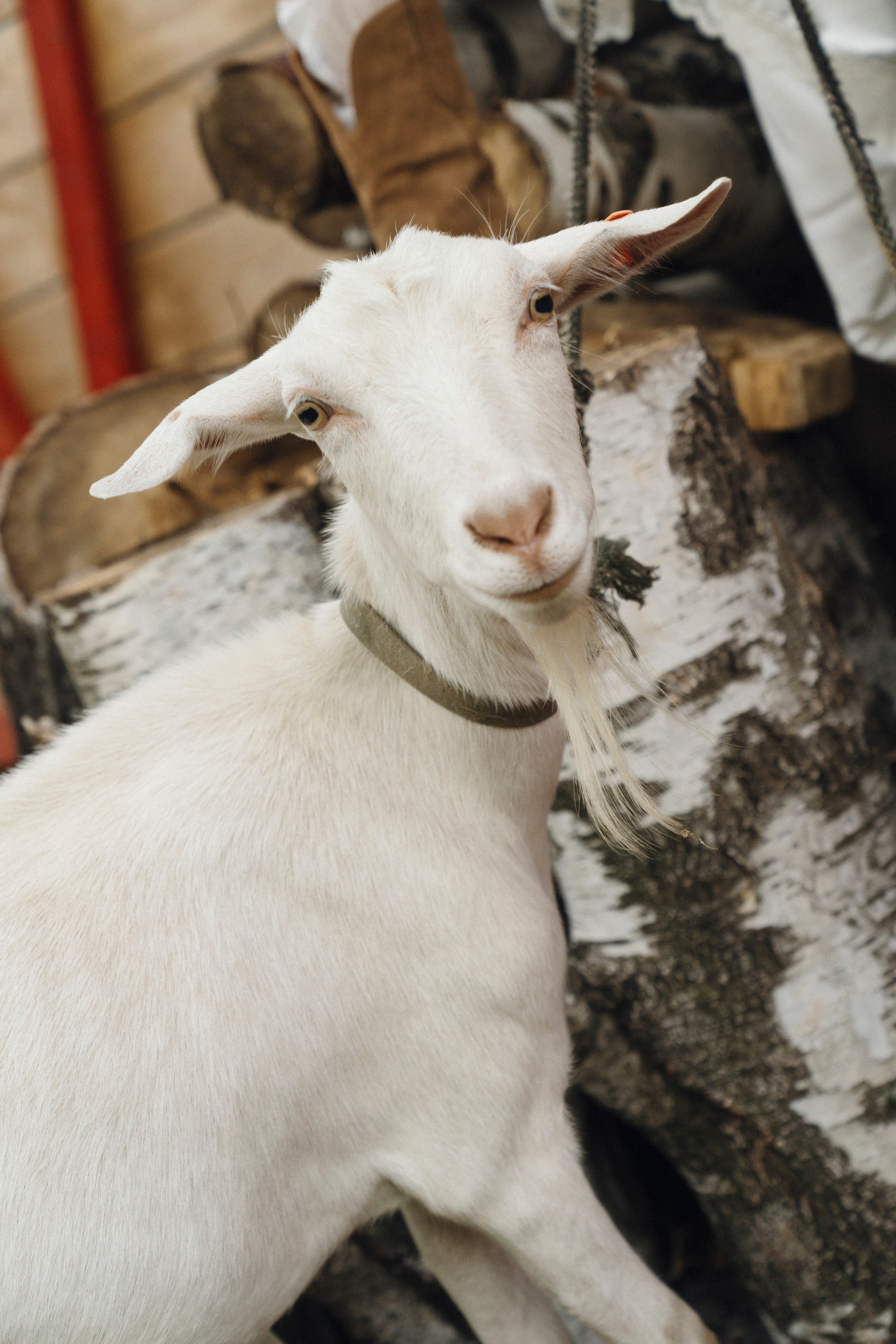 Till death. Свадебный фотограф Наташа Брифли