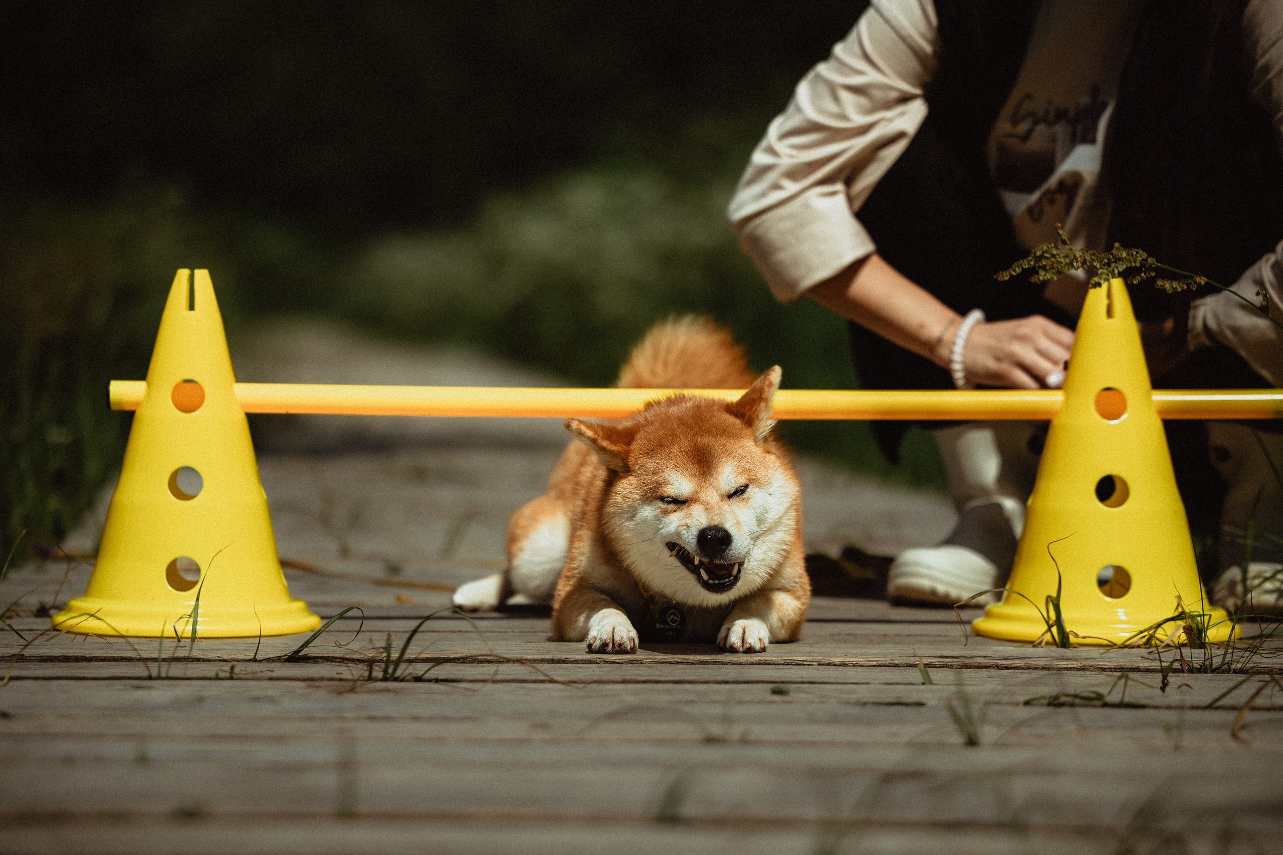 Выездной дог-тренинг от школы «Шерсть имею»
