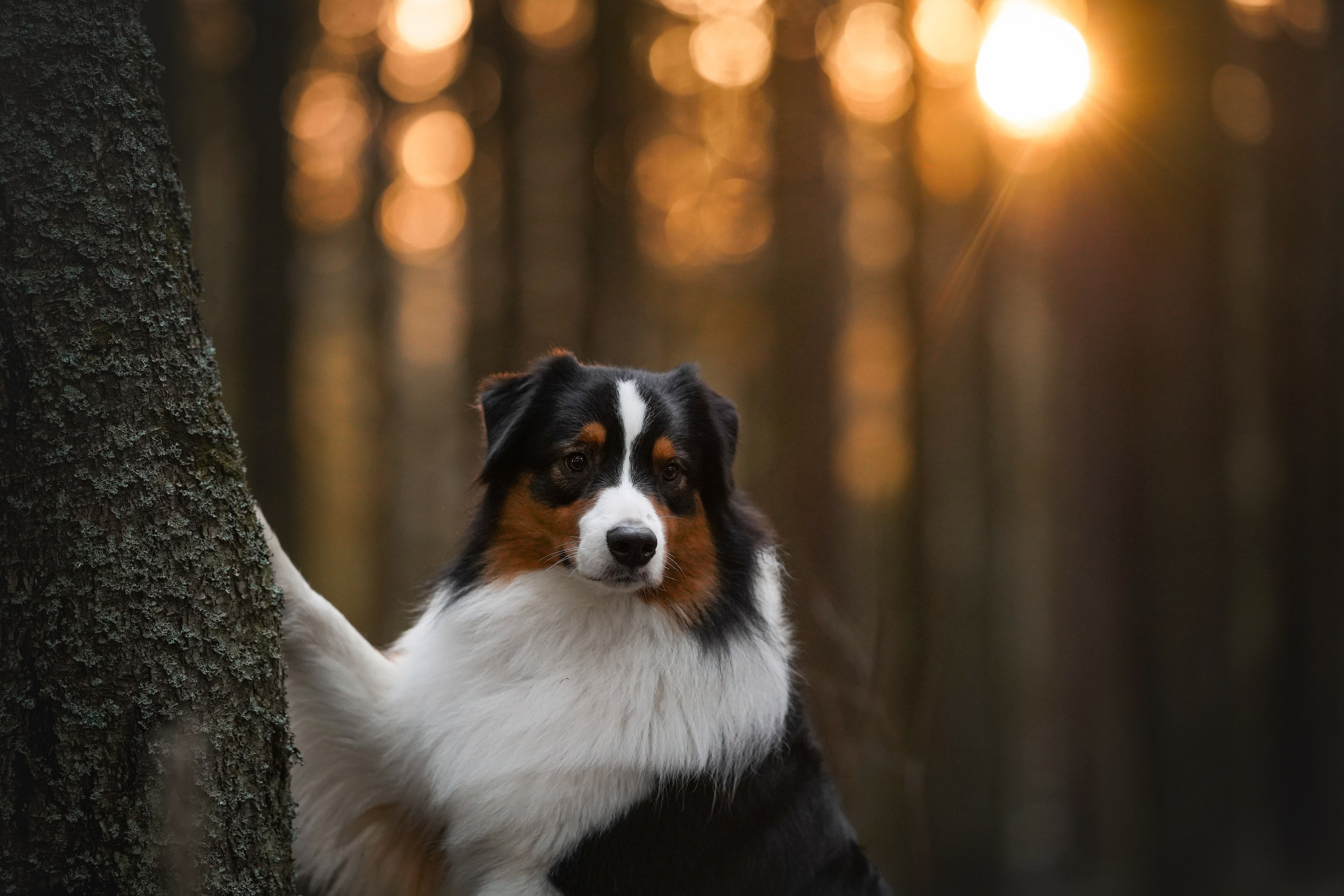 Бэст Айла и Панда. Фотограф-анималист в Санкт-Петербурге Яна Мартынова
