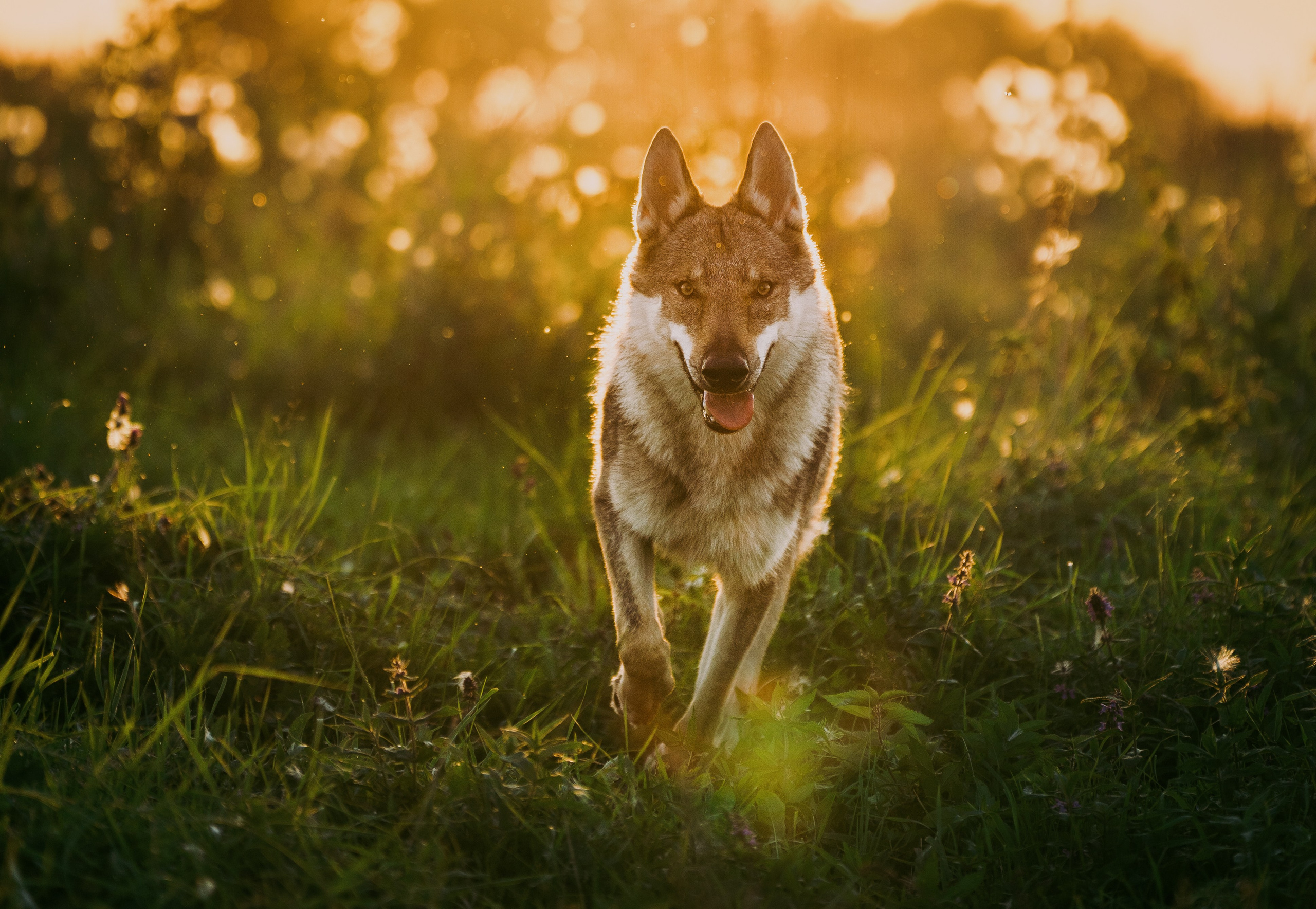 Animals. Arseny Sapelkin