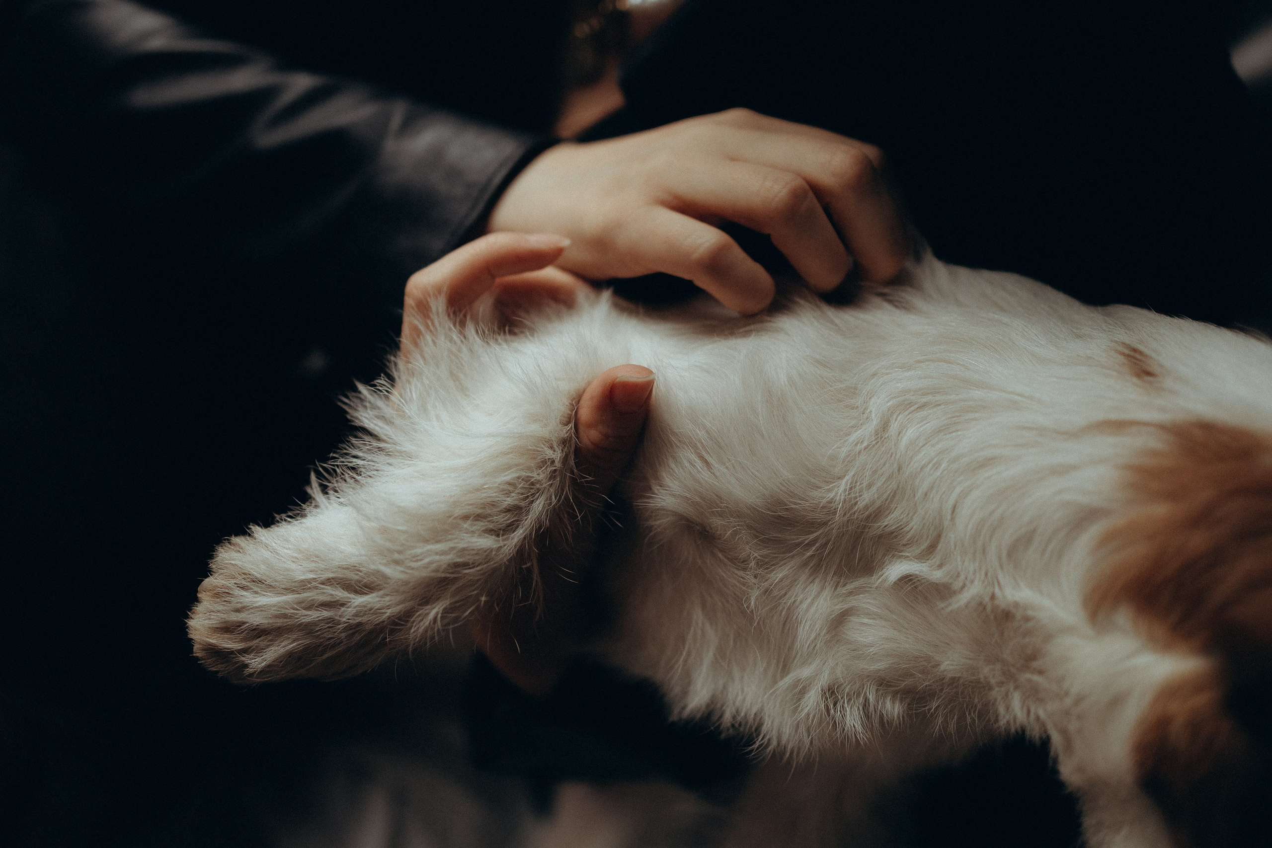 Маша и Фалафель. Фотограф Москва Алёна Суворова