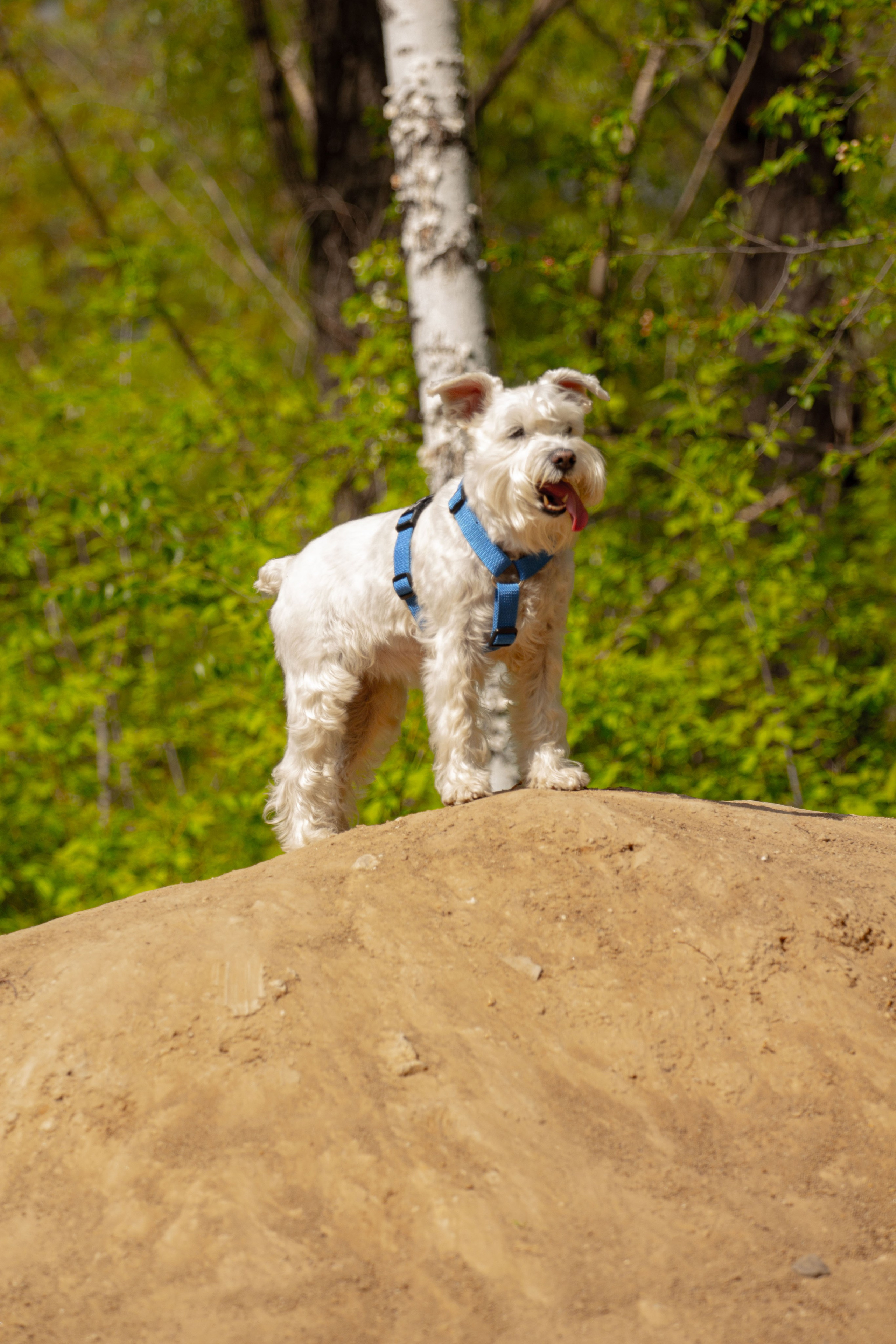 Цвергшнауцеры и их хозяева Андрей и Полина. Фотограф Екатерина Козловская