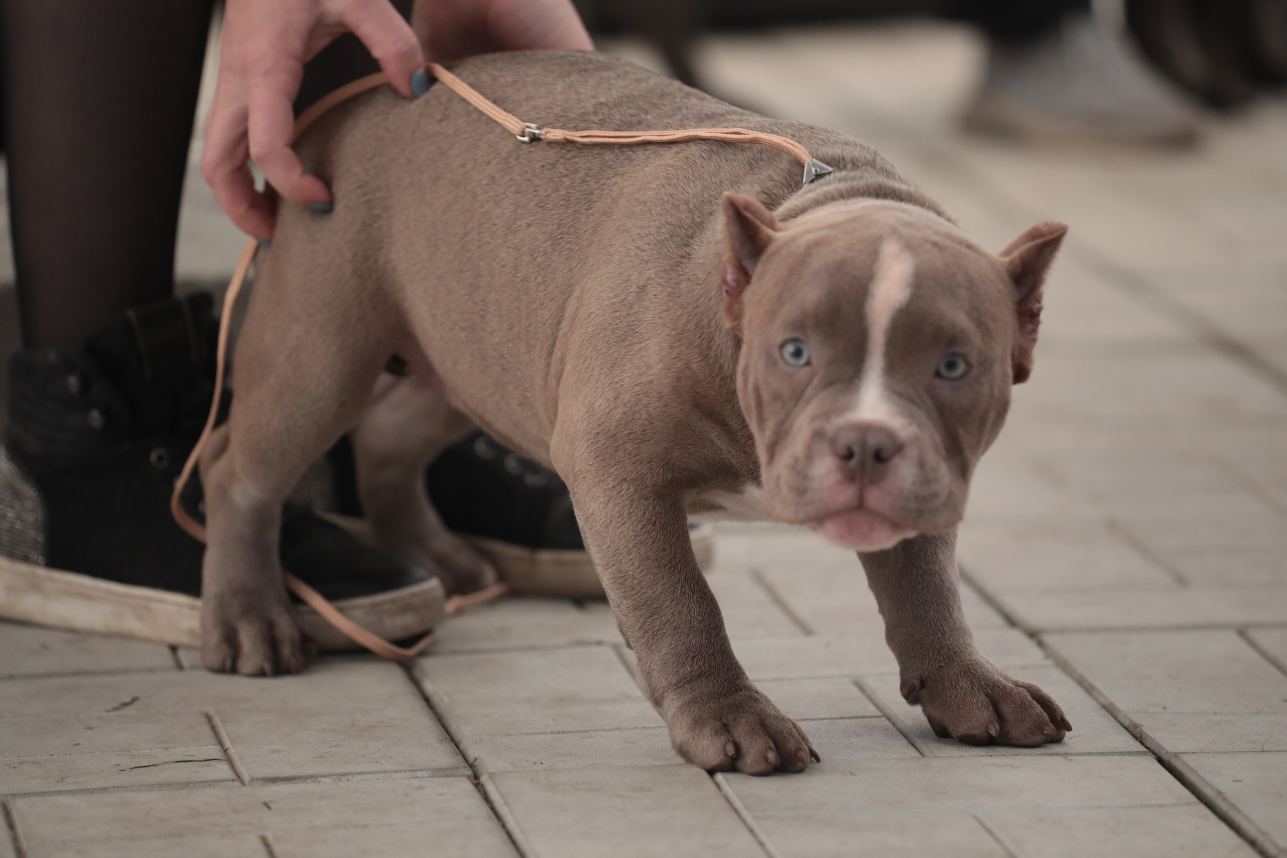 Выставка собак РКФ. Фотограф Екатерина Козловская