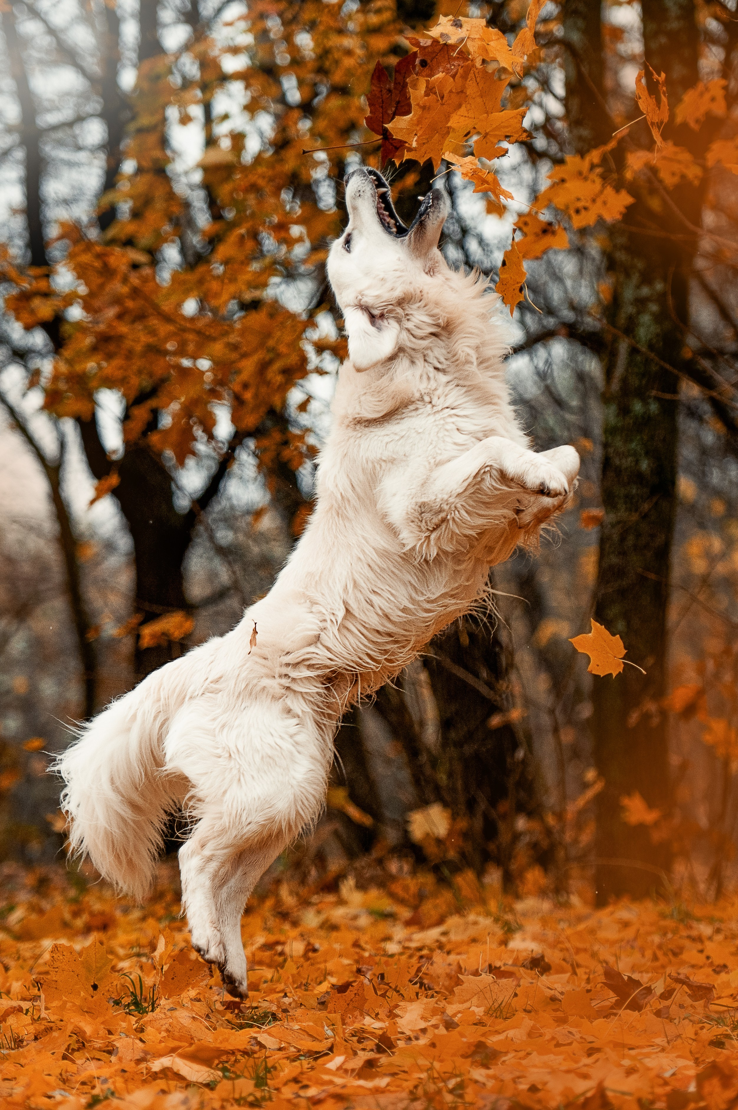 Айс и золотая осень. Фотограф-анималист